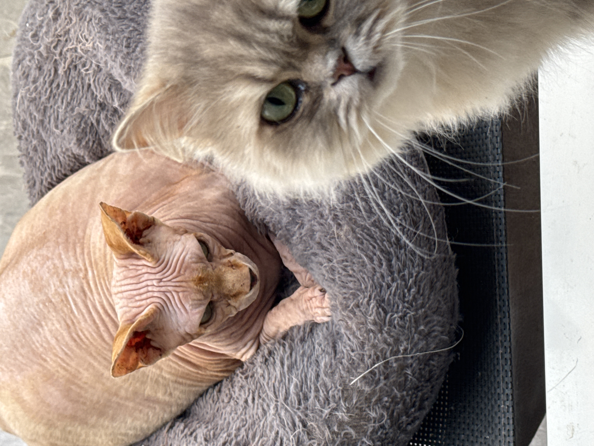 Two cats are pictured in a close-up shot. The cat in the foreground on the right is a fluffy, light-colored breed with green eyes and long white whiskers. It is looking towards the viewer. The cat in the background on the left is a Sphynx cat, which is hairless and has wrinkled skin. It has green eyes and is looking down. Both cats appear to be resting on a gray, fuzzy pet bed. The background is slightly blurred, with a hint of a dark textured surface below the pet bed. The lighting suggests the image was taken indoors, possibly in a home. The overall scene depicts a peaceful moment between two feline companions.