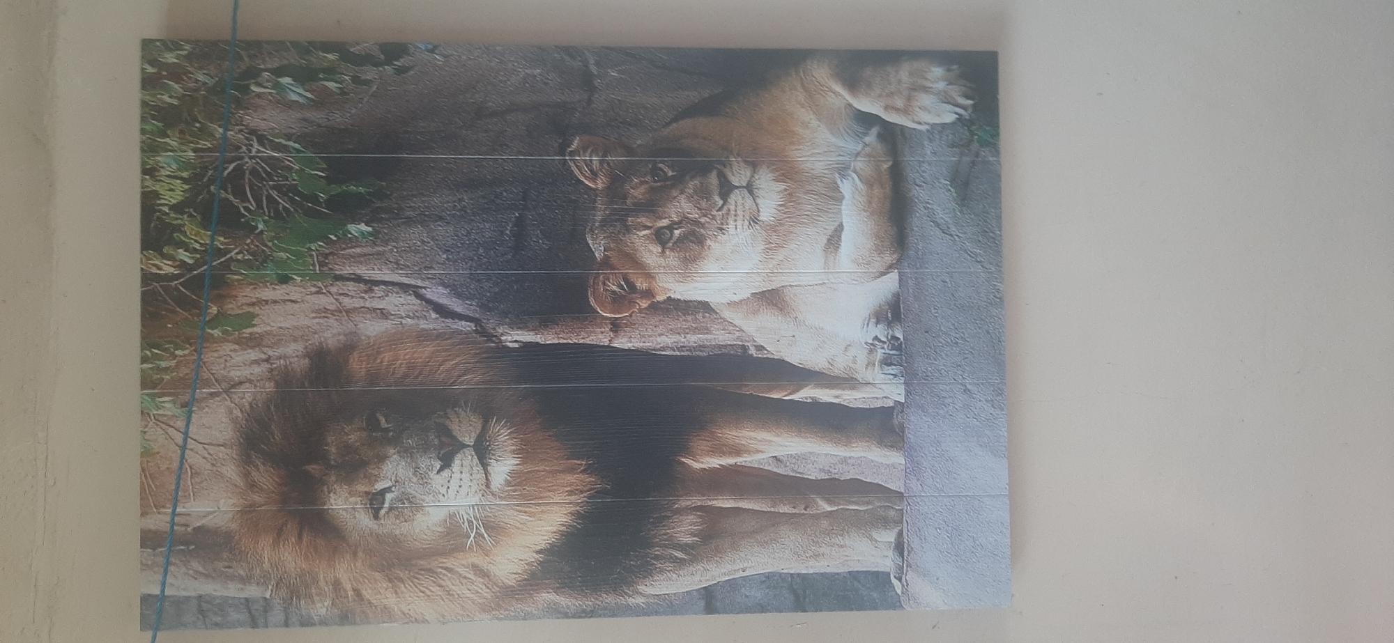 The image shows a decorative wall panel featuring a depiction of two lions, a male and a female, set against a rocky backdrop with foliage. The male lion, on the left, is standing and has a prominent mane. The female lion, on the right, is lying down. The panel is made of what appears to be wood planks, indicated by visible vertical lines. A blue string or wire is visible running diagonally across the top portion of the panel. The panel is mounted on a light-colored wall. The scene is indoors, likely a domestic setting within a city or town. Without additional visual cues or contextual information, it is not possible to definitively ascertain the location as Yessentukskaya, Russia, or any specific city.
