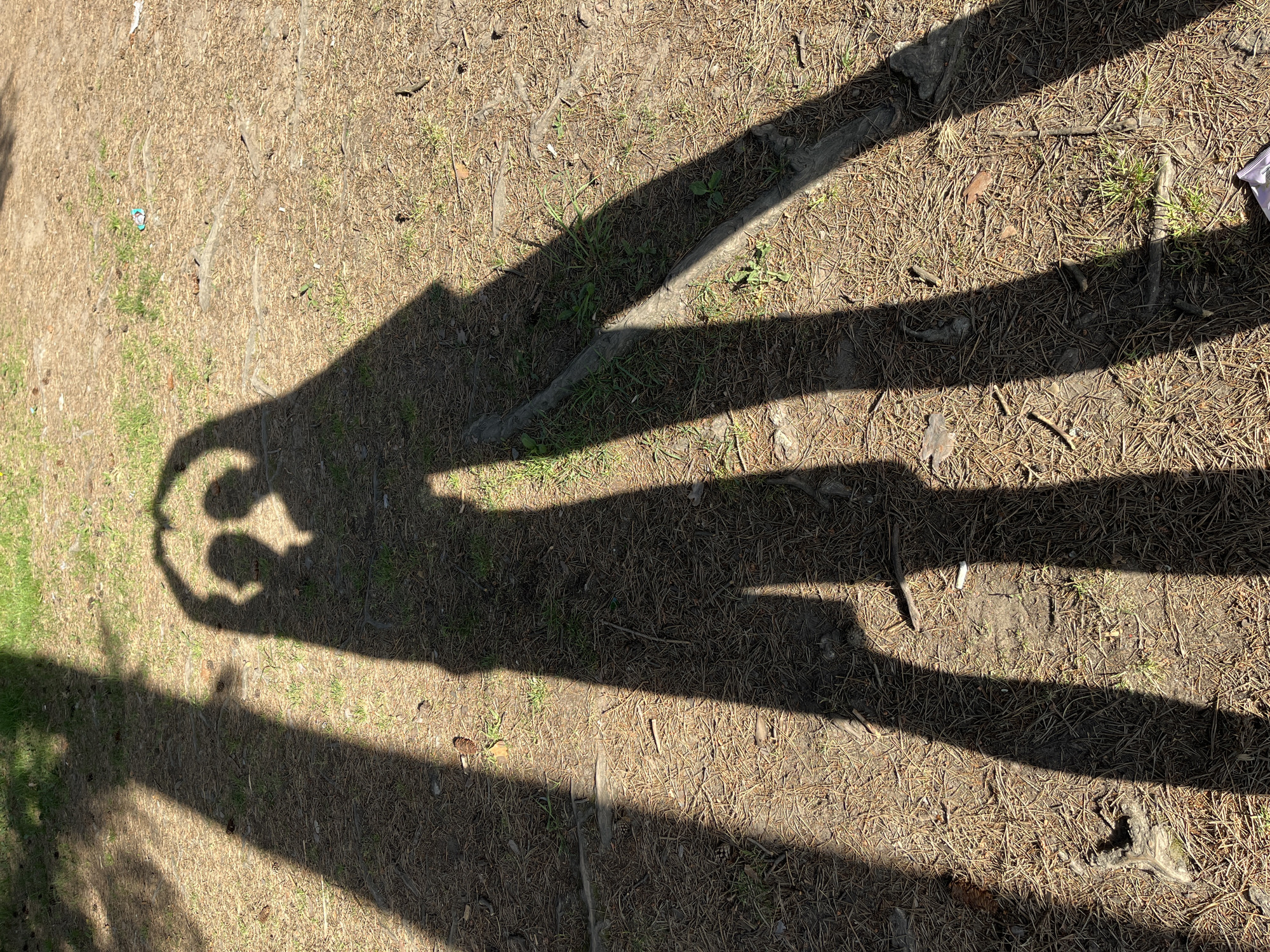 The image shows a ground covered with pine needles, twigs, and small patches of grass. There are shadows of tree branches cast across the ground, creating a pattern of light and dark areas. One shadow, more prominent than the others, has a distinct shape resembling a crown. A discarded cigarette butt can be seen. The location is the city of Chaikovsky, Russia. No people are visible.