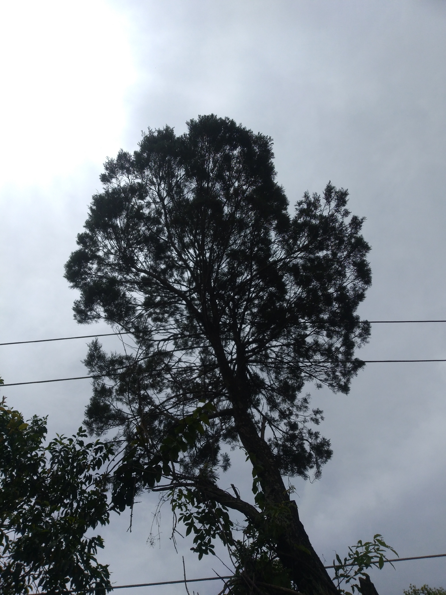 A silhouette of a tall coniferous tree against an overcast sky is the primary subject. The tree's branches spread widely, creating a dense canopy. Two horizontal power lines are visible in the foreground, running across the frame from left to right. To the left of the main tree, the foliage of another tree with broader leaves is partially visible. The scene appears to be outdoors, possibly in a natural or semi-urban environment. The lighting suggests it is daytime, but the clouds create a diffused light, giving the image a somber mood. There are no people or animals visible in the image. The setting does not provide specific identifiers to pinpoint the location to the city of Jos, Nigeria.