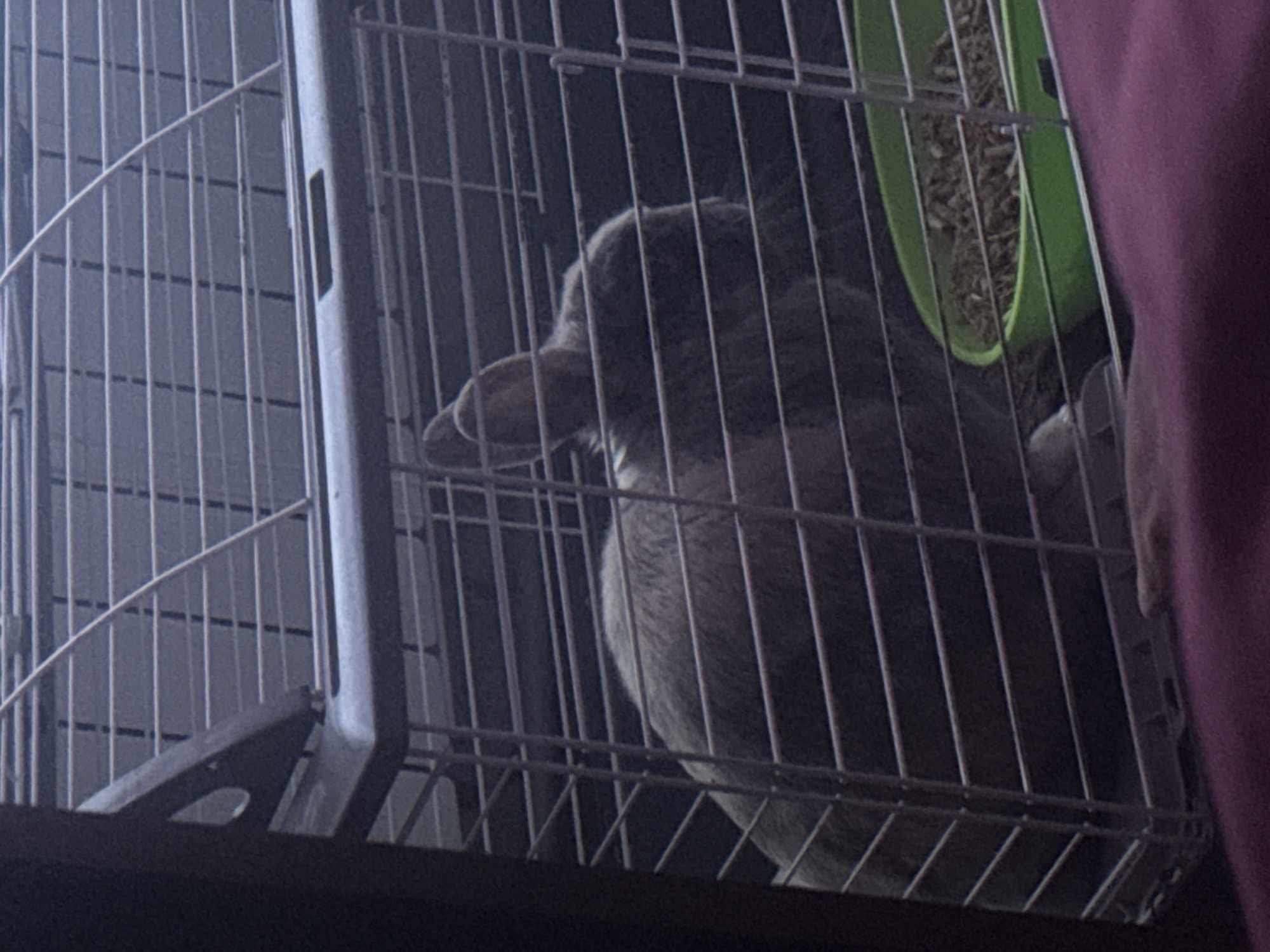 A medium-sized gray rabbit is confined in a wire cage. A green litter box filled with litter is visible. The scene is indoors, and the environment is dimly lit. A portion of a magenta-colored object, possibly clothing, is present in the right side of the image. There is no information in the image to connect it with the city of Vratsa, Bulgaria.
