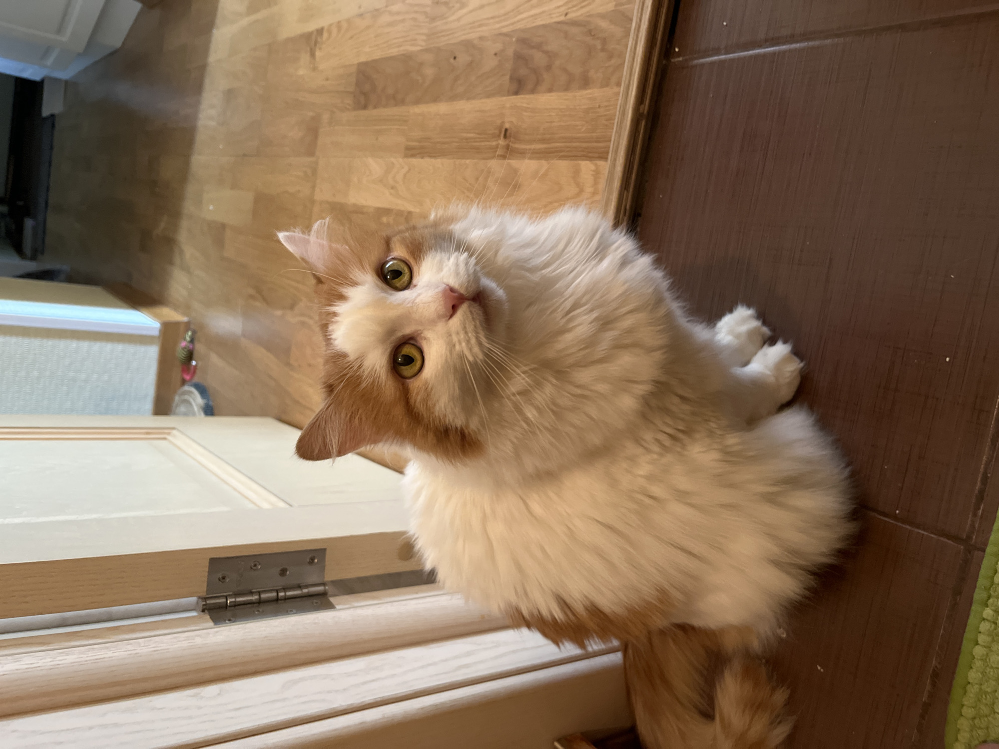 A fluffy, medium-haired cat with orange and white markings is sitting on a dark brown tiled floor. The cat is facing the camera, with its front paws tucked beneath its body. It has bright yellow eyes and a pink nose. To the left of the cat, there is a light-colored wooden door with visible hinges. Beyond the cat and to the right, the floor transitions to light-colored wooden planks. The background is out of focus but suggests an indoor environment with a doorway. There is no information or visual cue in the image to suggest its location in Korolyov, Russia.