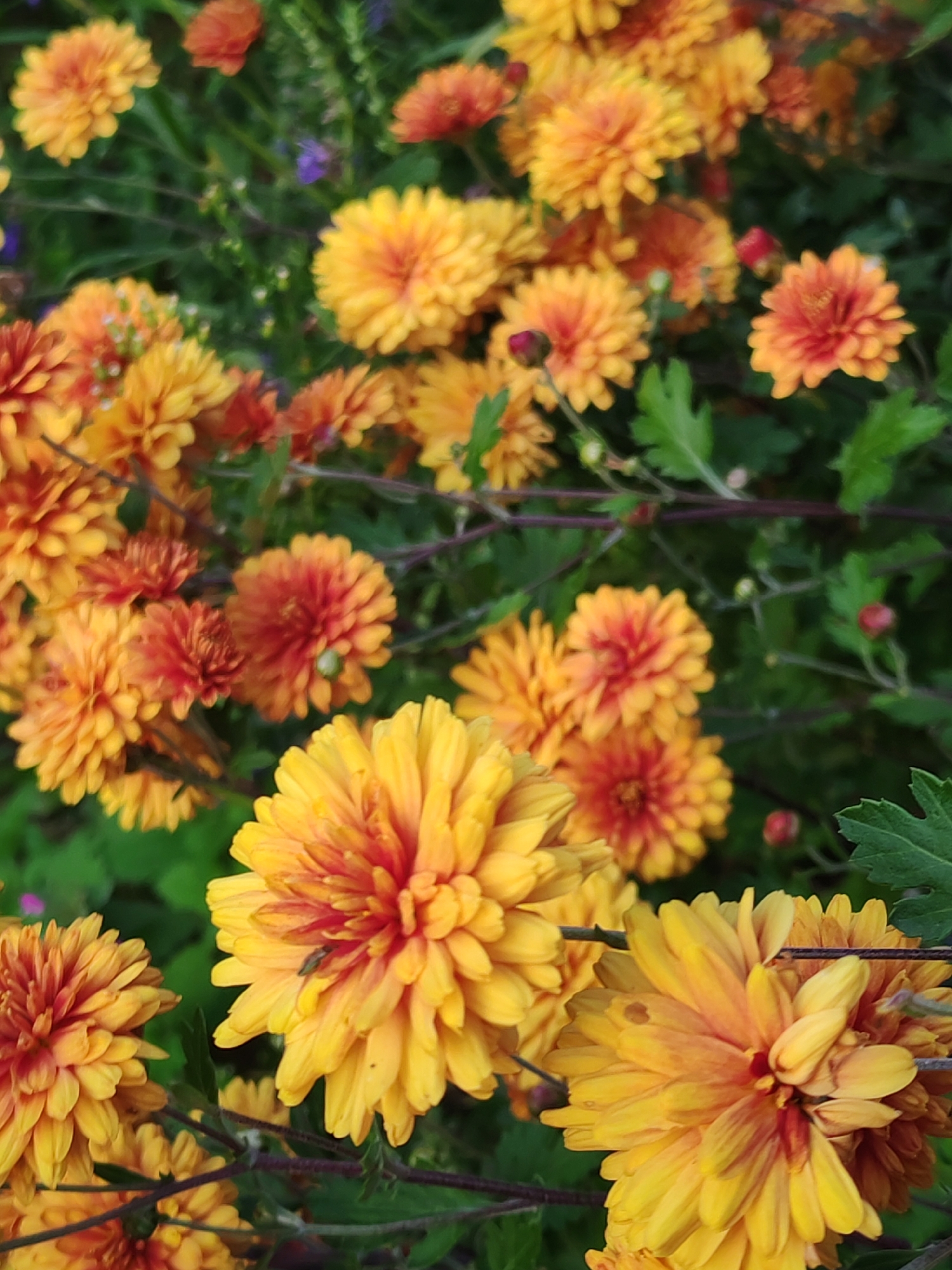 This is a close-up, vertical, eye-level shot of several bright orange and yellow mums in bloom. The flowers are densely packed and fill most of the frame, with dark green foliage and thin, dark stems providing a backdrop. The blooms are in various stages of opening, with some appearing fully open and others still budding. The lighting appears natural and diffused, creating soft shadows and highlighting the textures of the petals. There is no indication of a specific urban location; the scene appears to be in a garden or a natural setting.