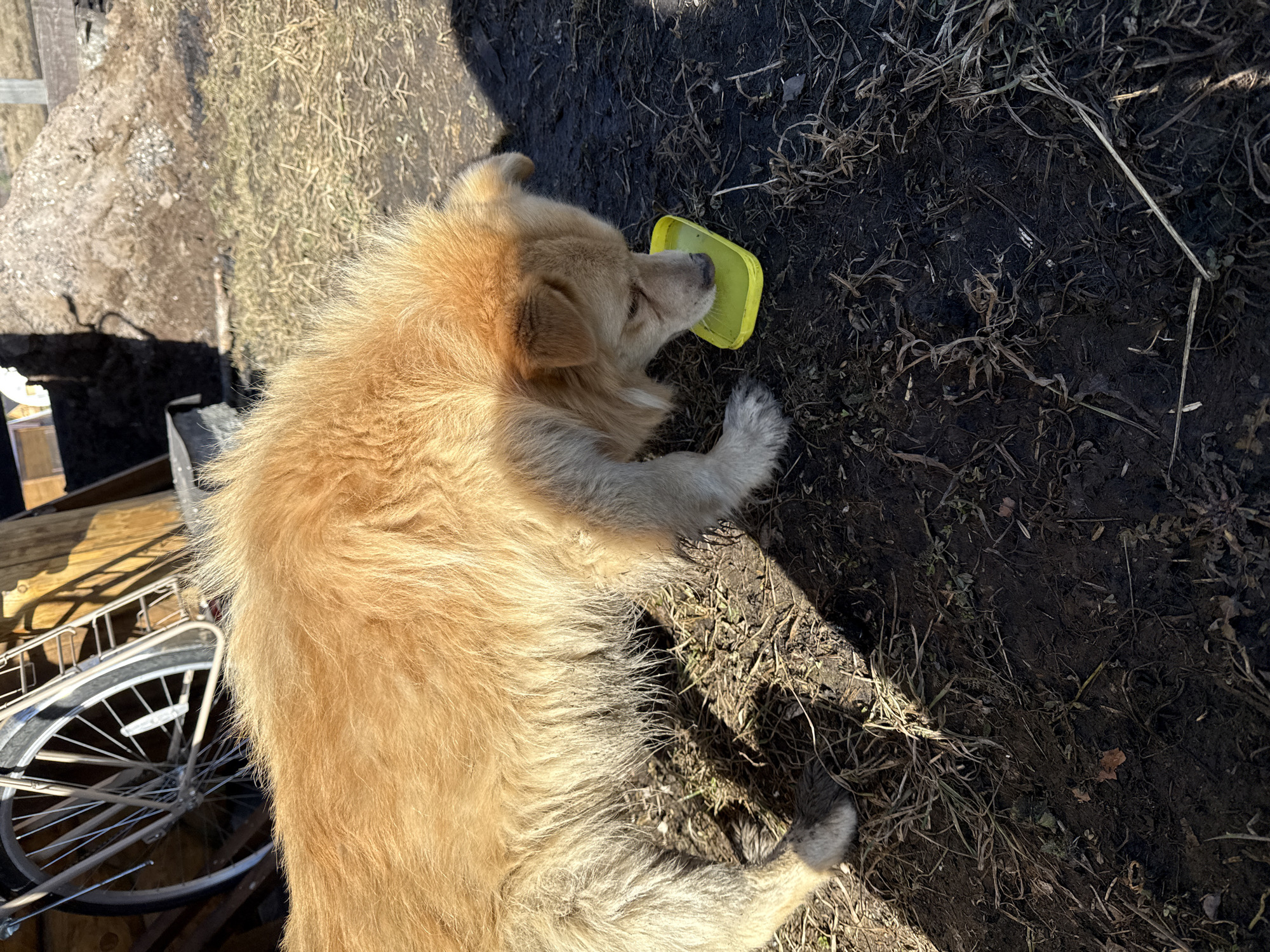 A medium-sized, golden-colored dog is lying on the ground outdoors, near a bicycle and a wooden structure. The dog's head is positioned near a small, yellow container. The ground is a mix of dark soil, dead grass, and some sparse vegetation. The location is the city of Tyulyuk, Russia.