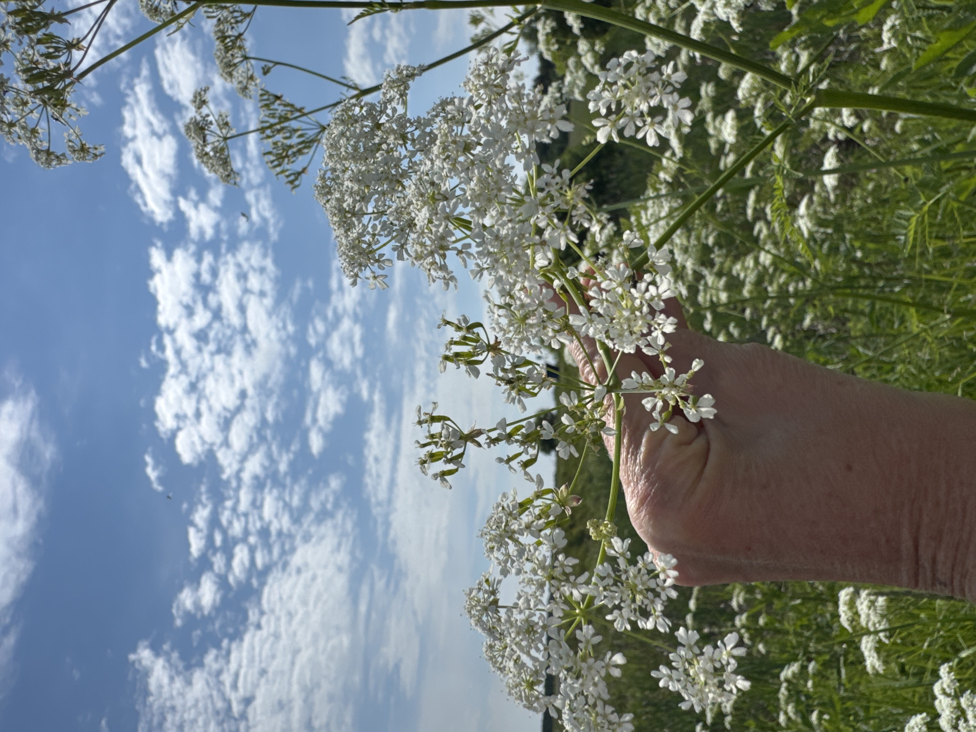 A hand is holding a cluster of white wildflowers against a backdrop of a bright blue sky dotted with fluffy white clouds. The flowers are delicate and numerous, with small white petals arranged in clusters. The background also features a field of green grass and more white wildflowers, suggesting an outdoor, natural setting. The sky appears clear and sunny. There are no visible city landmarks or signs indicating a specific location within a city. The overall impression is of a serene, natural landscape on a bright day.