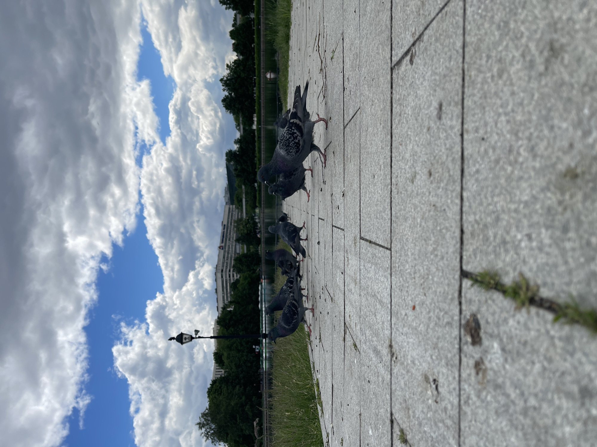 The image shows a group of pigeons on a paved walkway. The sky is visible in the background and is partly cloudy with patches of blue sky. The pigeons are gray in color and appear to be feeding. Behind the pigeons is a grassy area, followed by trees and a building. A black lamppost is visible in the background. The photograph appears to be taken at ground level with a shallow depth of field. The location appears to be a city park or urban area.