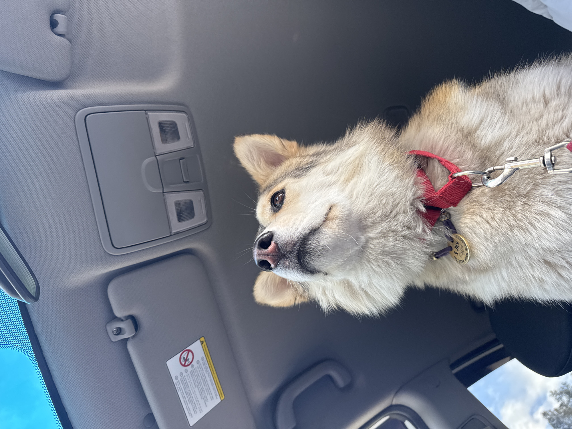 The image presents a delightful overhead view of a dog looking down into the camera, taken from inside a vehicle. The dog, positioned towards the right side of the frame, has a fluffy coat primarily in shades of cream, white, and light tan, with noticeable darker markings around its eyes and ears. It possesses pointed ears, a dark eye visible on its left side, and a soft black nose. A bright red fabric collar adorns its neck, from which a silver metal leash clip is attached, along with a circular golden dog tag. On the tag, some text is discernible, including "539," "MADISON," and "NORESOU," likely providing identification details. The dog's expression is gentle and curious, with a slight upturned mouth.
The setting is the interior ceiling of a car, composed of a light grey fabric headliner. A grey plastic overhead console is visible in the upper-left quadrant, featuring two rectangular light fixtures and a central compartment or button. Further to the left, a light grey sun visor is partially down, displaying a yellow warning label with a red circle and a crossed-out symbol, along with fine print that is unreadable. A sliver of the rearview mirror is also visible. Through the car's windshield, the bright blue sky and some green foliage from trees can be seen, indicating it's a clear, sunny day. The image captures a moment of a content dog enjoying its surroundings from within the car.