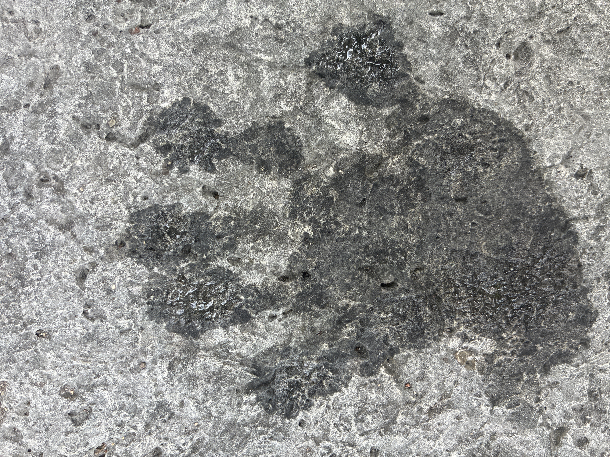An outdoor, close-up, top-down view captures a wet paw print pressed into a rough, textured concrete surface. The paw print is dark and appears to be from a dog, with four distinct toe pads and a larger heel pad. The concrete is a light gray with visible aggregate and small holes, suggesting an outdoor setting. The wetness of the paw print creates darker areas and some reflective surfaces. No people or other objects are visible in the frame. The specific location in Haapsalu, Estonia, is not identifiable from the image itself.