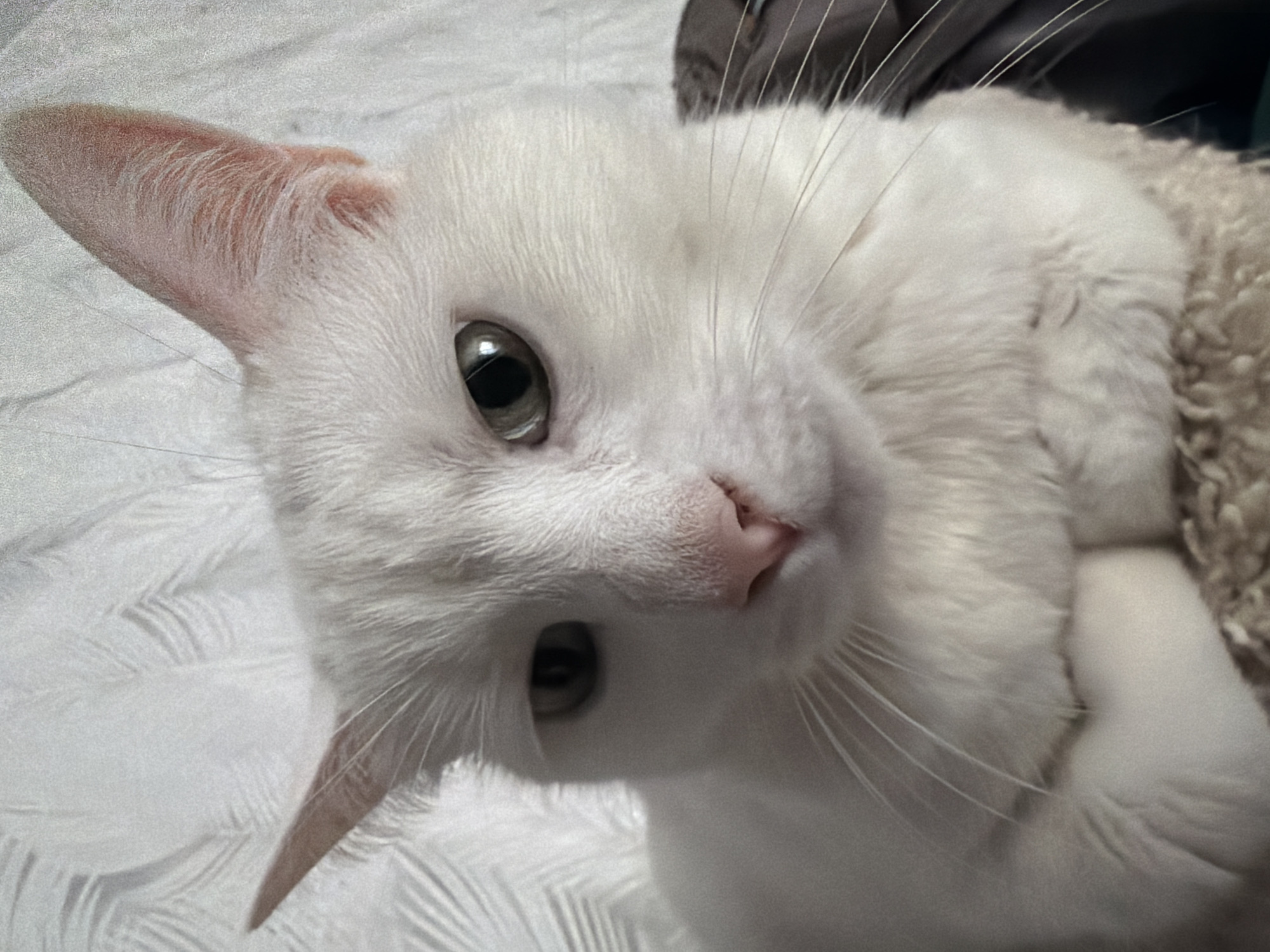 A close-up shot of a white cat looking directly into the camera. The cat's head is tilted to the left, with its right ear visible and angled upwards. The cat has heterochromatic eyes, one grey and the other a grey-green color. The nose is pink. The cat is surrounded by fluffy white material that appears to be a blanket or cushion, and a grey fabric is also visible. The image does not suggest a location in the city of Staraya, Russia, or include any details related to people, objects, actions, or interactions other than the cat itself and its immediate surroundings.
