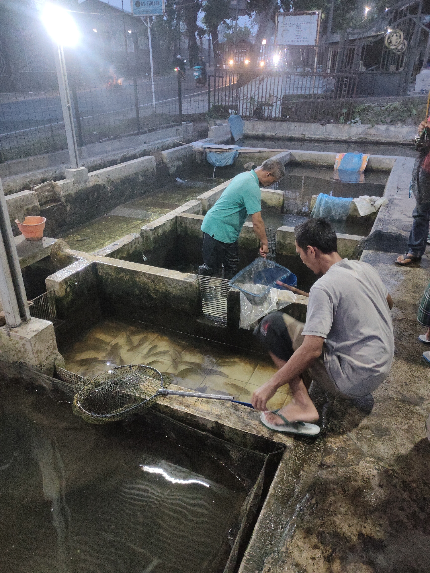 In the city of Sumedang, Indonesia, at what appears to be a fish farm or market, two men are actively engaged in fishing. The scene is outdoors, set within a series of concrete tanks filled with murky water. The lighting suggests it is either dusk or early morning, with a bright artificial light source illuminating the left side of the frame.
The man on the left, wearing a turquoise t-shirt, is bent over and appears to be reaching into a tank with a net. He is partially submerged in the water. The man on the right, wearing a grey t-shirt and black shorts, is squatting beside a tank, holding a fishing net. He is reaching into the water with the net, seemingly trying to catch fish. Several fish are visible in the water, particularly in the tank where the man on the right is focused.
In the background, there are more concrete tanks, some covered with blue tarps. A metal fence separates the fish tanks from a road where a few vehicles are visible, including what looks like a motorcycle. A sign with text is mounted on a pole in the background. There are also some orange buckets and other miscellaneous objects scattered around the area. The overall environment appears utilitarian, with weathered concrete structures and damp surfaces.