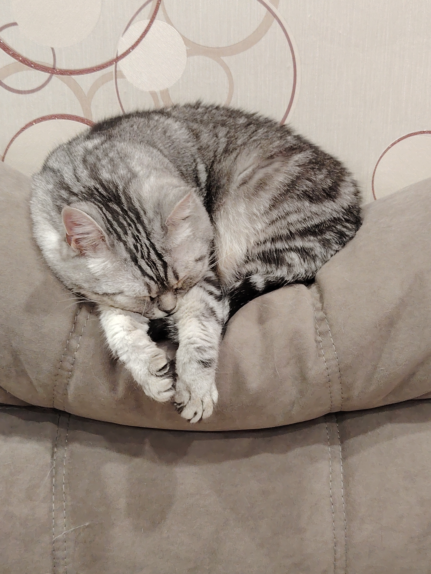 A gray tabby cat is curled up asleep on a tan-colored cushion. The cat's paws are tucked together. The cushion is part of a couch or sofa. The background is a patterned wall with light-colored circles outlined in a thin brown line. The location is unknown.