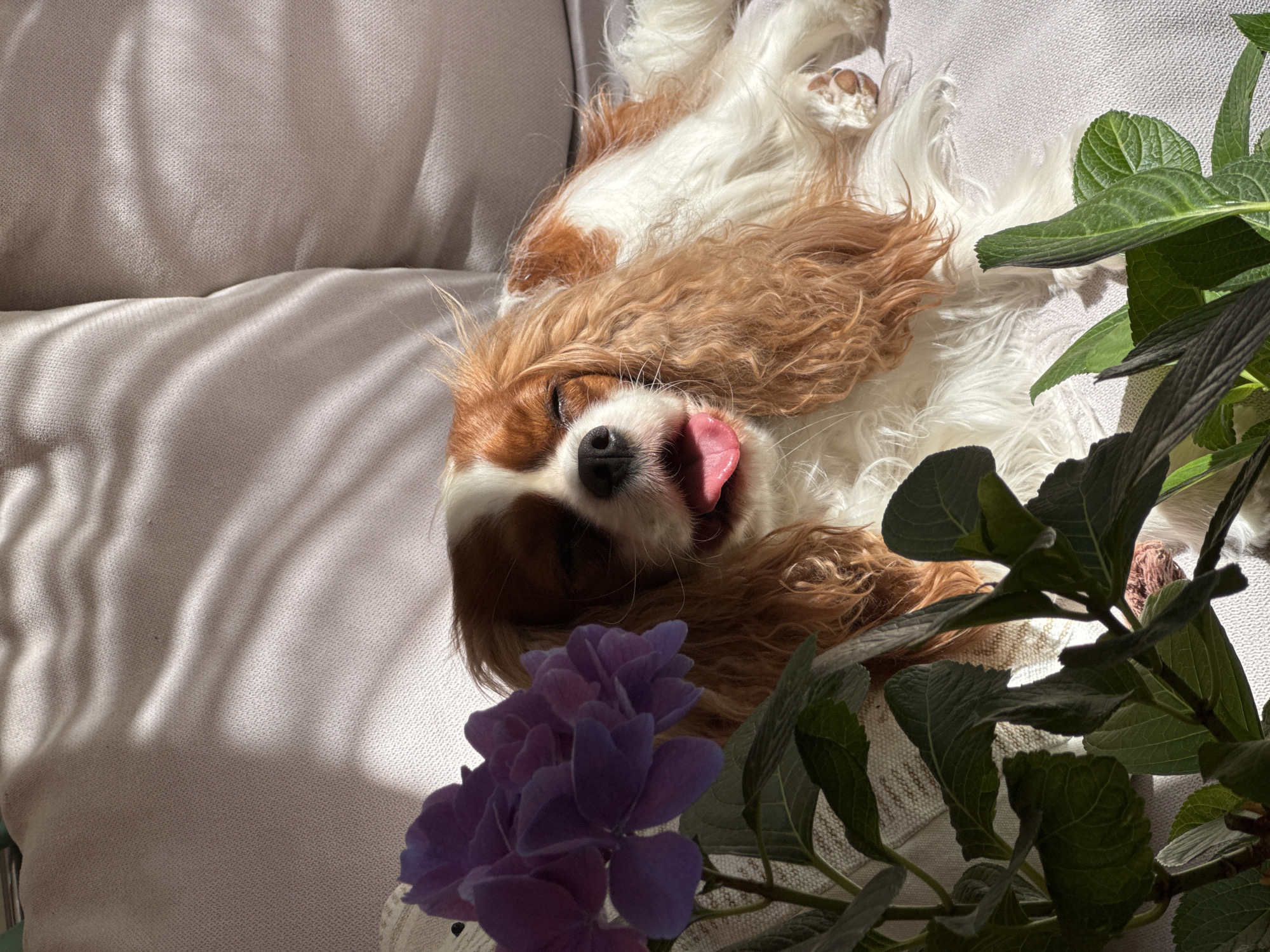 This image, captured in Budva, Montenegro, displays a Blenheim Cavalier King Charles Spaniel dog resting on a light-colored, textured upholstered sofa. The dog is positioned centrally, lying on its side with its eyes closed or squinting from direct sunlight. Its pink tongue slightly protrudes from its mouth, suggesting a state of relaxation or warmth. The dog's fur is predominantly white with distinct chestnut patches on its head, ears, and parts of its body. In the foreground on the left, a plant with vibrant purple hydrangea flowers and large green leaves partially obscures the dog. Strong natural sunlight illuminates the scene, casting distinct, wavy shadows across the pale sofa fabric in the upper left and central portions of the frame.