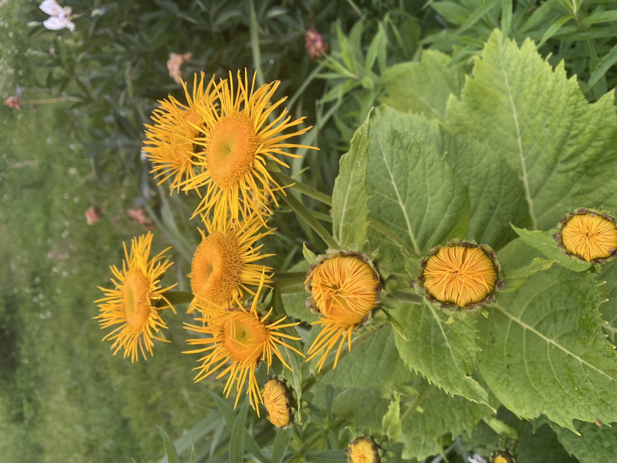 In an outdoor setting with lush green foliage, a cluster of bright yellow flowers with delicate, spiky petals dominates the foreground. Several of the flowers are in full bloom, showcasing their vibrant yellow centers and ray florets. In addition to the fully bloomed flowers, there are also several buds, some tightly closed and others partially open, revealing the yellow petals within. The leaves of the plant are large, textured, and a deep green, providing a stark contrast to the bright yellow of the flowers. The background is softly blurred, with hints of other plants and a general impression of a garden or natural outdoor space. The scene appears to be set in the city of Lindo-Pustyn' (Kantaurovskii S/S), Russia.