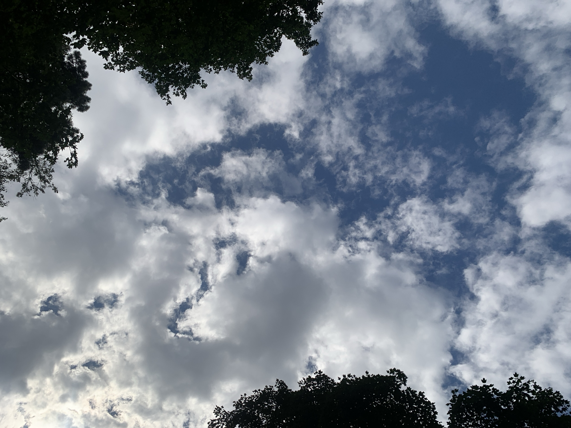 The image is a low-angle shot looking up at a sky filled with dramatic, partly cloudy conditions, with the dark silhouettes of trees framing the top and sides of the frame. The clouds are a mix of bright white and darker gray, suggesting a dynamic weather system. The blue sky is visible in patches between the clouds, particularly in the lower half of the image. The foliage of the trees is dense and dark, indicating they are likely deciduous and in full leaf. The overall impression is one of nature dominating the sky, with the urban environment of Lviv, Ukraine, hinted at only by the presence of cultivated trees. There are no people or specific landmarks visible to pinpoint a precise location within Lviv, other than it being an area with mature trees. The lighting suggests it is daytime, possibly late morning or afternoon, with sunlight filtering through the clouds.