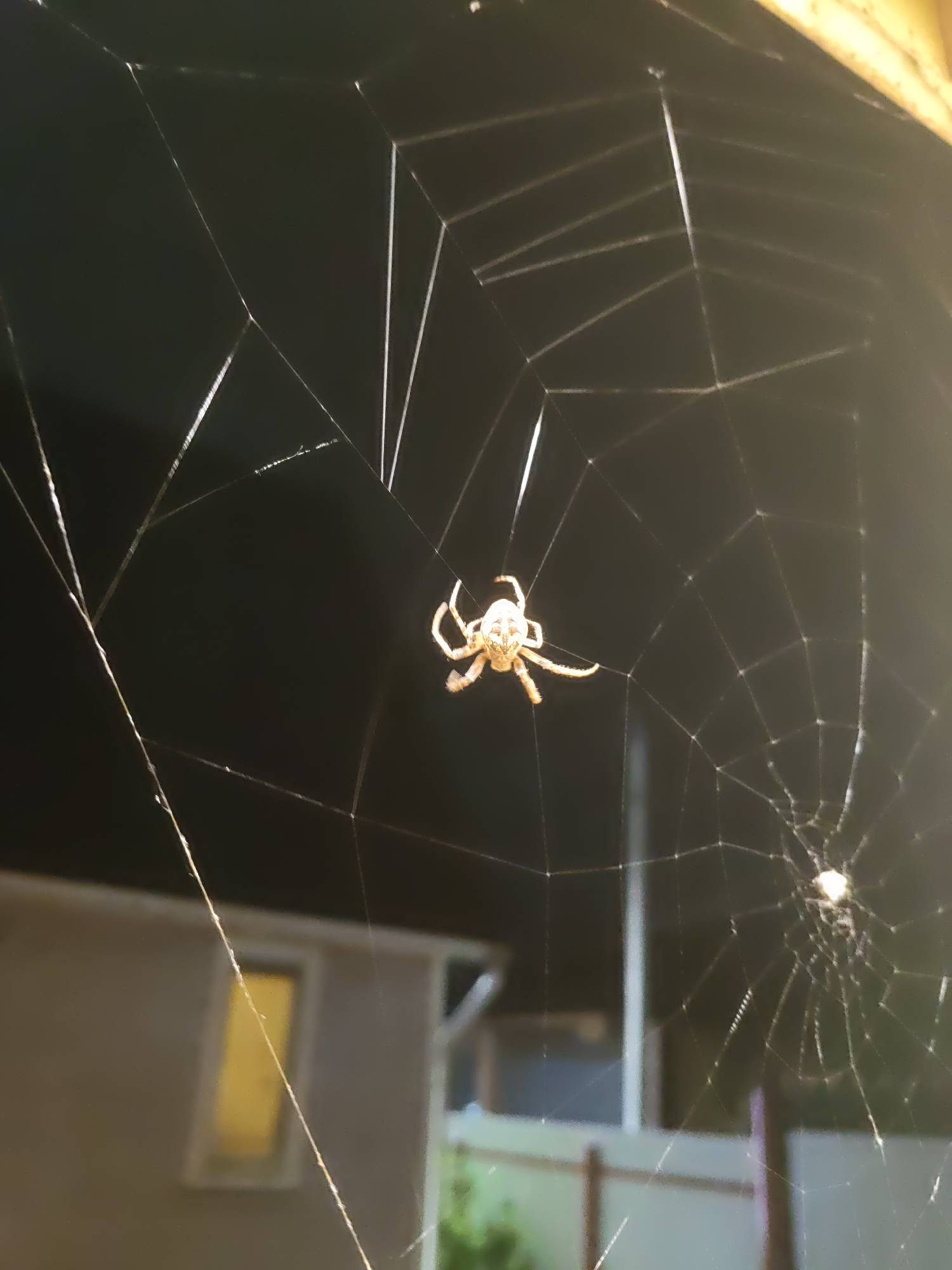 A spider is suspended in the center of a delicate, intricate spiderweb. The web is illuminated by an unseen light source, causing the thin silk threads to shimmer against the dark background. The spider, with its eight legs spread out, is positioned centrally within the web's circular structure. The background is blurred, showing what appears to be the exterior of a building with a window illuminated by a warm, yellow light. This suggests an outdoor scene at dusk or night. The context of Rostov-on-Don, Russia is not discernible from the visual elements of the image itself.
