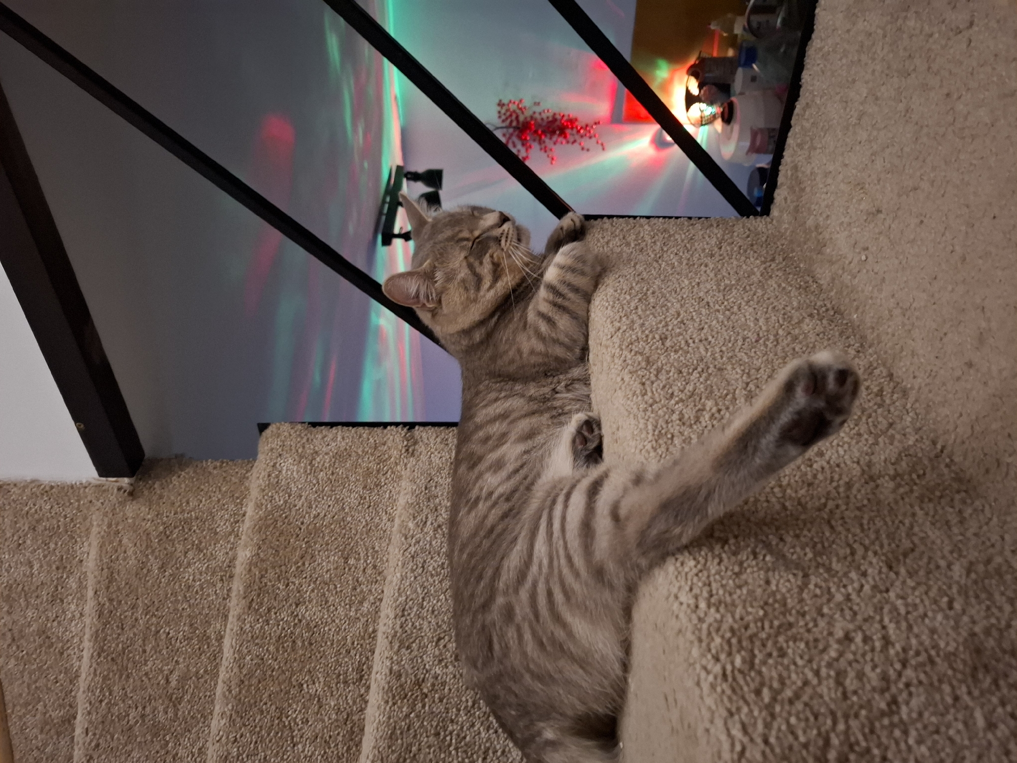 A grey tabby cat is resting on a carpeted staircase. The cat is lying on its side with its eyes closed. The staircase is a light brown color. In the background, there is a railing with black metal bars. Beyond the railing, there are colorful lights projected onto a wall, creating a disco-like effect. The lights are green, red, and pink. There are some objects on a surface behind the railing, including bottles and a decorative plant. The overall impression is a cozy indoor setting with a touch of festive lighting.