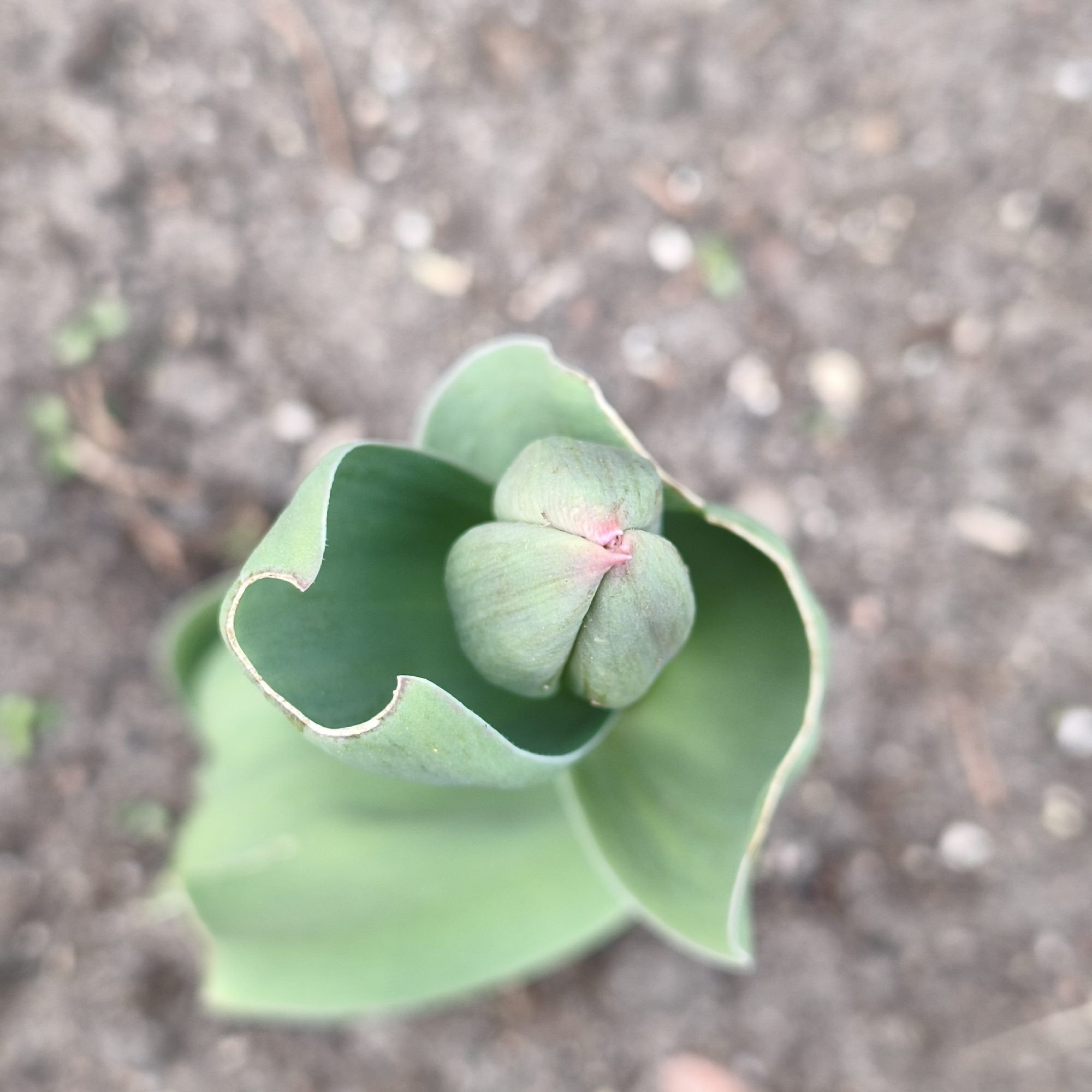 A top-down close-up shot shows a young tulip plant with closed petals emerging from the soil in an outdoor setting. The soil appears to be a mix of brown and gray shades with small pebbles scattered throughout. The tulip's outer leaves are a pale green, curling slightly outward, cradling the tighter, bud-like petals inside. There is some subtle pinkish coloration visible on the tips of the closed petals. Small pieces of debris and other seedlings are visible in the background of the soil. The photo was taken in Kaptsyowski Village Council, Belarus.