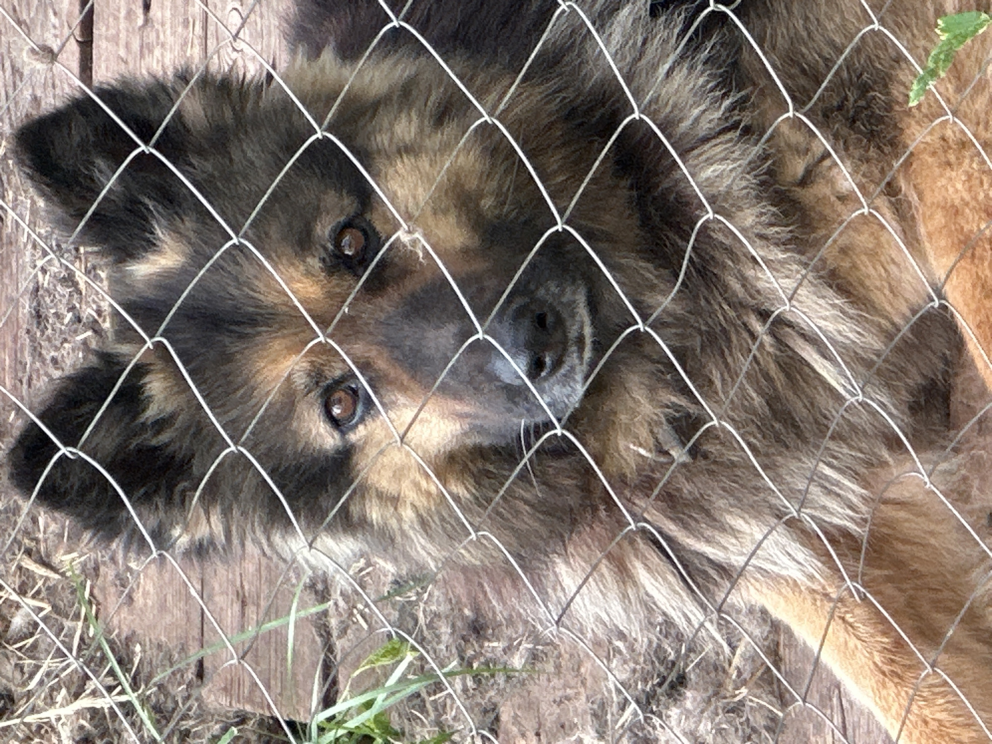 An overhead, slightly tilted close-up photograph captures a medium-sized dog lying down, looking directly upwards at the camera. The dog has thick, medium-long fur with a distinctive coloration of dark brown and black mixed with lighter brown and tan hues, particularly noticeable around its face and pointed ears. Its eyes, a warm brown color, are open and attentive, conveying an alert and possibly curious expression. Its black nose is visible near the center of its face.
A prominent chain-link fence, made of thin, light-colored wires, occupies the immediate foreground, creating a diamond-patterned grid across the entire image and partially obscuring the dog's features. The fence wires are sharply in focus, while the dog's fur behind them is also detailed.
In the background, visible through the gaps in the fence and around the dog, are wooden planks or boards, dry grass, and patches of earth. A small piece of green foliage is also visible on the right side of the image. The natural, bright lighting suggests it is daytime. The scene appears to be an outdoor setting, possibly a yard or kennel in Chaikovsky, Russia. There is no visible text in the image.