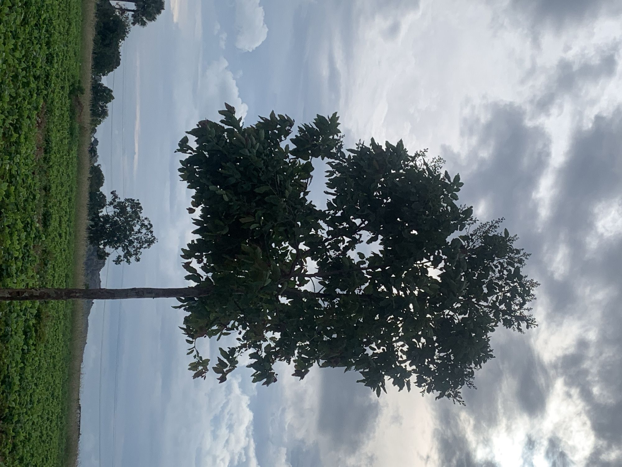 This is a horizontal, medium-shot, eye-level photograph taken outdoors in Kuru Karama, Nigeria. The image depicts a solitary, mature tree with dark green leaves and a thin, brown trunk standing prominently in the foreground. The tree's canopy is dense and full. Behind the tree, a vast, green field of crops stretches into the distance. The field is lush and appears to be well-maintained.
In the mid-ground, a scattering of other trees and foliage are visible, including a distant palm tree to the left and a cluster of trees further back. Power lines can be seen strung across the horizon, intersecting with the landscape. The background is dominated by a dramatic sky filled with a mixture of heavy, dark gray clouds and patches of brighter, white clouds, suggesting an overcast or impending weather event. The overall impression is one of a rural, agricultural landscape under a moody sky. There are no people or animals visible in the frame. The scene appears still and quiet.