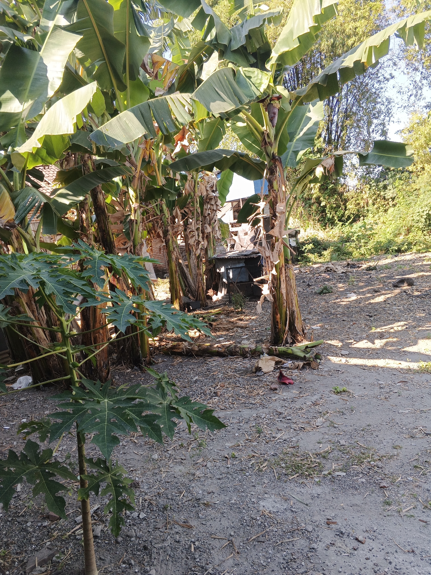 The image depicts an outdoor scene in Kemangsen, Indonesia, dominated by lush banana trees with large, green leaves. In the foreground, a young papaya plant with distinct palmate leaves grows from a thin trunk. The ground is covered with a mix of gravel, dry leaves, and scattered debris, suggesting a rural or semi-rural environment. In the mid-ground, a small, weathered structure with a corrugated metal roof is visible, partially obscured by the banana trees. Further in the background, a dense cluster of bamboo and other vegetation creates a natural backdrop, with a bright sky overhead. The sunlight casts dappled shadows across the ground, indicating a sunny day. There are no people or animals visible in the frame.