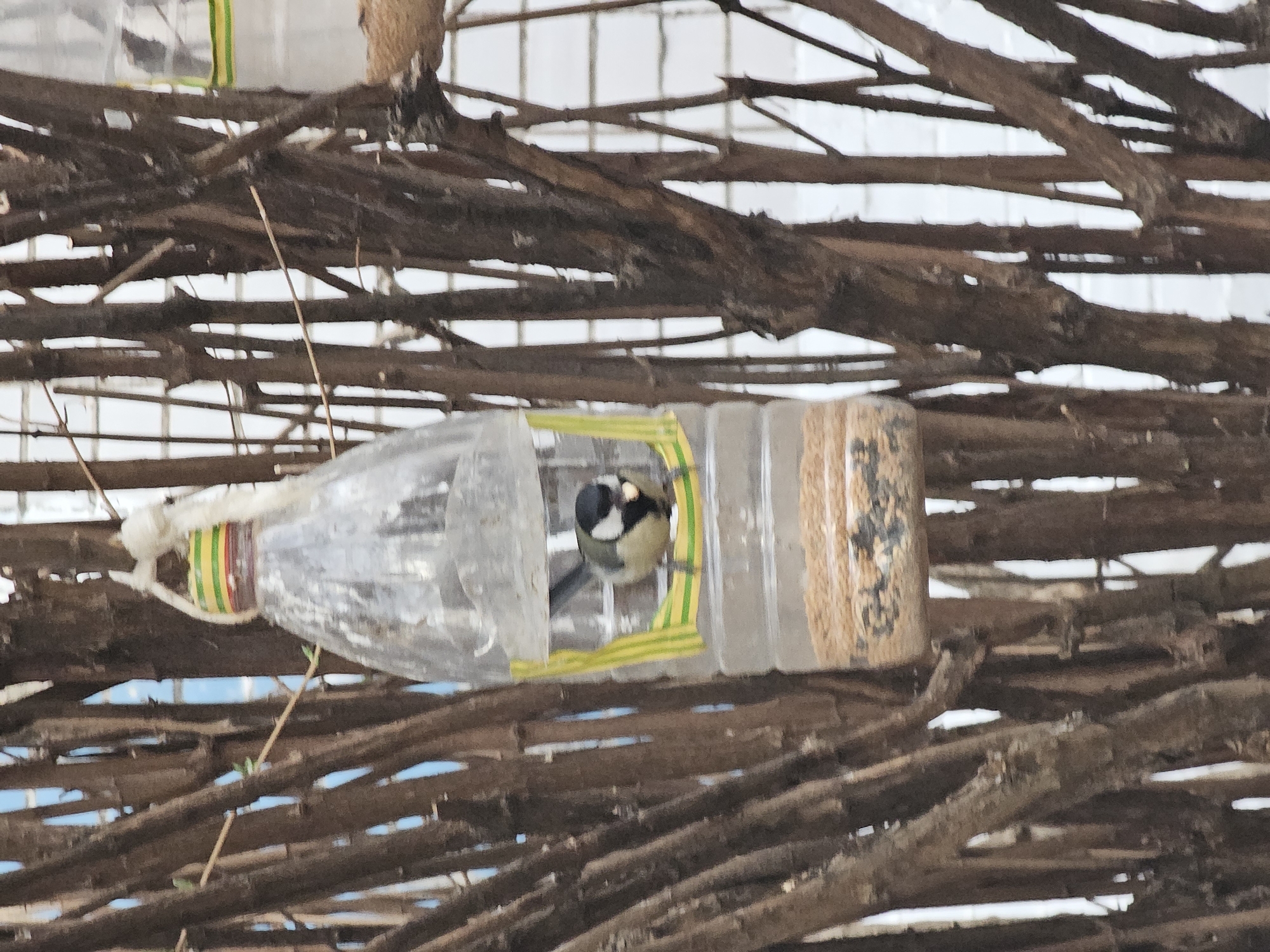 The image shows a bird feeder made from a recycled plastic bottle hanging among intertwined branches, likely part of a fence or trellis. A small bird, possibly a tit, is inside the feeder. The feeder has cutouts for the bird to access the food. The image was taken in Khimki, Russia.