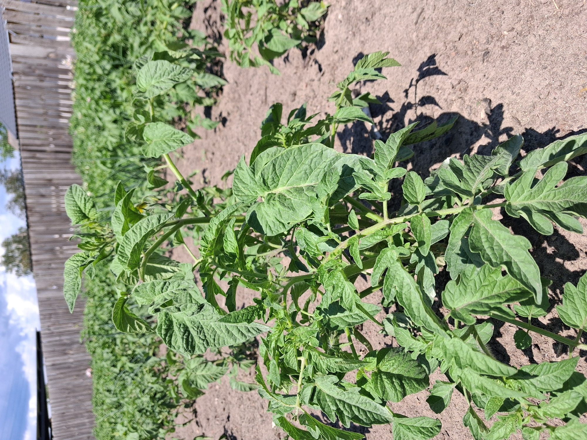 The image depicts a vegetable garden, likely a potato field, in Krolevets, Ukraine. In the foreground, a young tomato plant is the primary subject, its green leaves clearly visible. The plant exhibits new growth and some small buds, suggesting it is in an early stage of development. The soil is dry and appears to be well-tilled. In the background, rows of similar plants stretch towards a wooden fence, which encloses the garden. The fence is made of vertical wooden planks and shows signs of wear. The sky above is partly cloudy, with patches of blue and white clouds. The overall scene is characteristic of a rural or suburban garden setting.