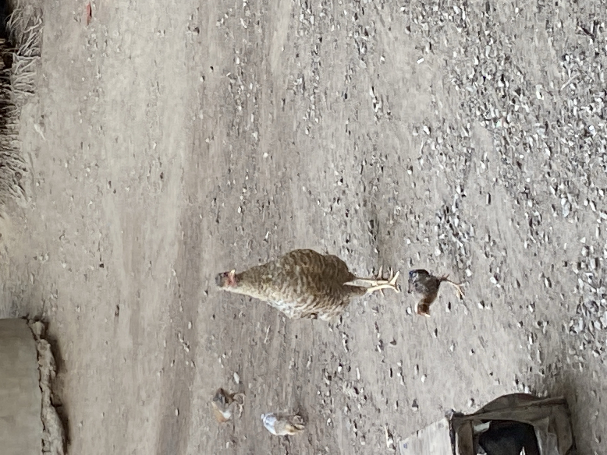 An overhead shot captures an outdoor scene, likely a rural or semi-urban environment in Mararaba, Nigeria. The primary subject is a large, mottled brown and white bird, resembling a chicken or guinea fowl, standing on a light grey-brown, dusty ground composed of dirt and numerous small pebbles and stones. The bird is positioned towards the center-top of the frame (if rotated correctly), with its head facing left and one leg extended backward as if in motion or landing.
Near the bottom-left of the image, two smaller chicks or young birds are visible on the ground; one is predominantly brown, and the other is lighter, possibly white or pale brown. In the bottom-right corner, a dark, box-like structure or opening is visible, partially obscured, with a dark interior suggesting a shelter or container. The far left edge of the frame shows a dark, textured area, possibly rough foliage, hay, or a worn wall.
The scene is brightly lit, indicating daytime with clear weather. There are no strong shadows, suggesting the sun is high overhead or diffused. The overall impression is one of a domestic or farmyard setting. No human subjects or discernible text are visible.