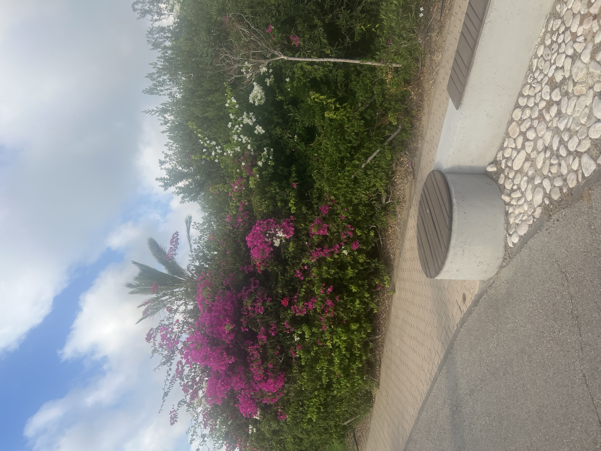 The image depicts an outdoor scene with a paved walkway and a garden area. In the garden, there is a dense hedge of green foliage, interspersed with vibrant pink and white bougainvillea flowers. A palm tree is visible behind the flowers. Adjacent to the walkway, there is a concrete bench structure with wooden seating surfaces, and the ground around the bench is covered with smooth white pebbles. The scene is set against a sky with white clouds. The location is the city of Hof HaCarmel Regional Council, Israel.