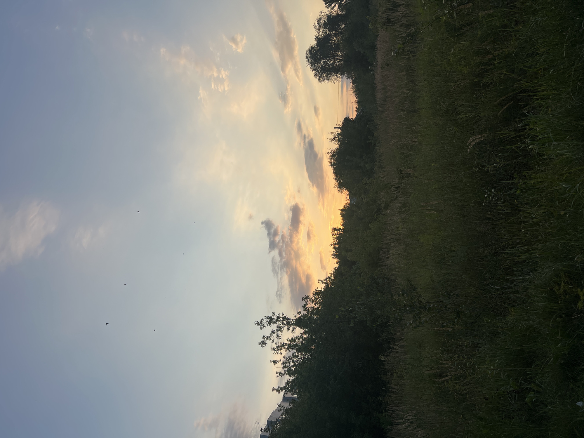 This image depicts a natural landscape at dusk, likely in the outskirts of Ulyanovsk, Russia, given the provided context. The scene is dominated by a wide expanse of tall, dry grass and scattered trees, suggesting a rural or semi-wild area. In the background, a silhouetted tree line meets the horizon. Above, the sky is a gradient of pale blue at the top, transitioning to soft orange and pink hues from the setting sun, with scattered clouds adding texture. Several small, dark specks in the sky are identifiable as birds in flight. On the far left, a portion of a multi-story building, partially obscured by trees, hints at the proximity of urban development to this natural setting. The lighting suggests the final moments of daylight, with shadows lengthening and the overall scene bathed in a warm, muted glow.