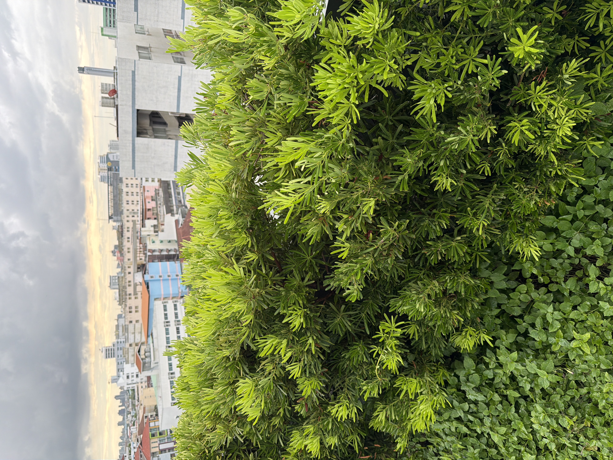 The image shows a close-up view of lush green foliage in the foreground, with a cityscape in the background under a cloudy sky. The foliage consists of two distinct types of plants: a dense, bushy evergreen with needle-like leaves and a ground cover with small, rounded leaves. In the distance, various buildings of different heights and architectural styles are visible, indicative of an urban environment. The sky is overcast with some areas of lighter clouds suggesting either dawn, dusk, or a cloudy day. The scene appears to be an outdoor setting, possibly a rooftop or balcony garden overlooking a part of Bangkok, Thailand. There are no people or animals visible in the image.