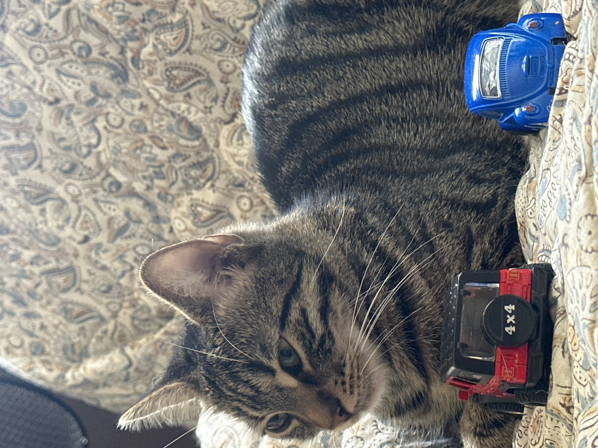 A close-up, eye-level shot shows a tabby cat resting on a patterned fabric surface. The cat is facing left, with its head and upper body visible. To the cat's left and in the foreground, a miniature red Jeep Wrangler with a spare tire labeled "4x4" is placed. To the cat's right and also in the foreground, a blue toy Volkswagen Beetle is positioned. The background consists of the same patterned fabric as the foreground. The lighting suggests an indoor setting.
