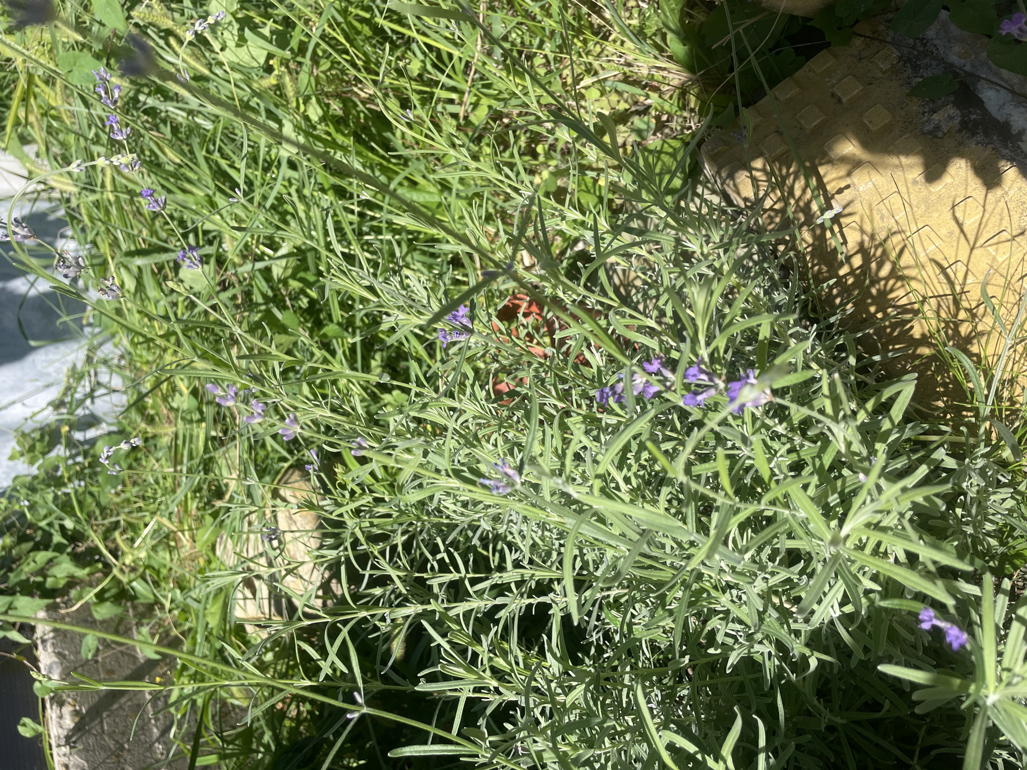 A close-up shot focuses on a lavender plant with its characteristic green, slender leaves and small purple flowers. The plant is situated outdoors, bathed in bright sunlight which casts distinct shadows on the yellow textured surface beneath it. In the background, there is lush green grass and foliage, suggesting a natural or garden setting. A concrete structure is partially visible in the upper left portion of the frame. The image does not contain any people or visible actions. The scene is consistent with an outdoor environment in Baranovka, Russia, possibly a garden or a yard.