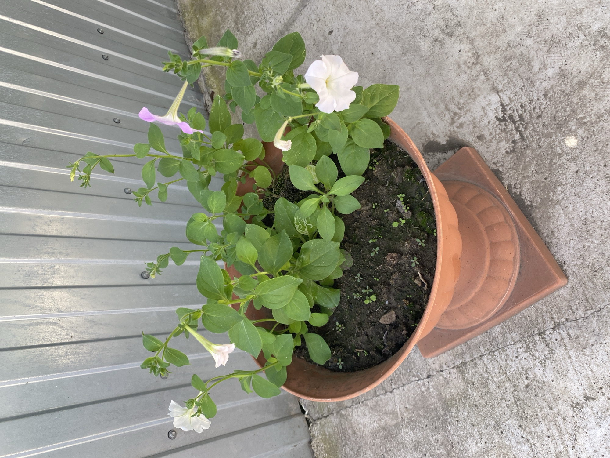 A light brown planter containing several petunia plants with white and pink flowers sits on a square base outdoors. The planter is filled with dark soil and has small green sprouts emerging. Behind the planter is a gray corrugated metal wall. The ground is concrete with some cracks and water stains. The scene is illuminated by natural light. The location is identified as Kurskaya, Russia.