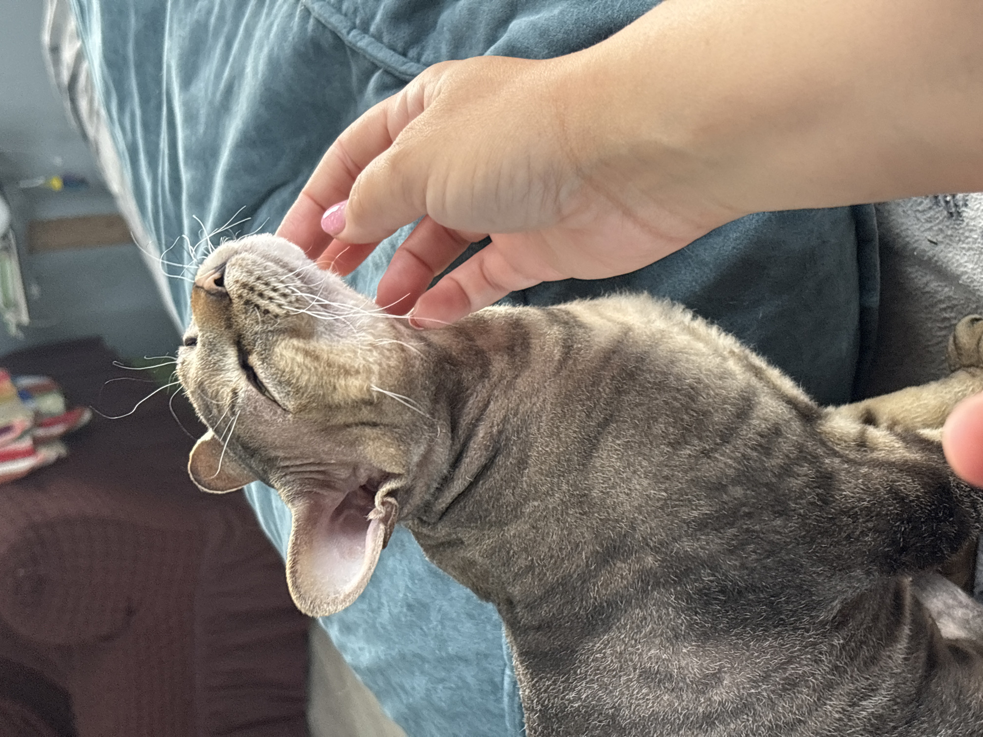 A close-up, high-angle shot captures a moment of affectionate interaction between a human and a cat in an indoor setting. The main subjects are a short-haired tabby cat and a human hand. The cat, predominantly grey and brown with visible tabby markings, is shown from the chest up, with its head tilted upwards and slightly back. Its eyes are partially closed, suggesting comfort and enjoyment while being petted. Prominent white whiskers extend from its muzzle. One of its ears is visible, featuring a light pink interior.
A fair-skinned human hand is gently stroking the cat's head and cheek area. The hand's index finger is visible, adorned with pink glitter nail polish. The background is soft and blurred, consisting primarily of a crumpled light blue-green fabric, possibly a blanket or soft furnishing, on which the cat appears to be resting. A darker, blurry brown surface is visible in the lower-left background, suggesting another piece of furniture or bedding.
The activity taking place is a human petting a cat, conveying a sense of calm and companionship. The cat's relaxed posture and closed eyes indicate contentment. The lighting suggests an indoor environment, but the specific time of day is not discernible. No visible text is present in the image. The scene conveys a warm, domestic atmosphere, likely within a home in Natukhayevskaya, Russia.