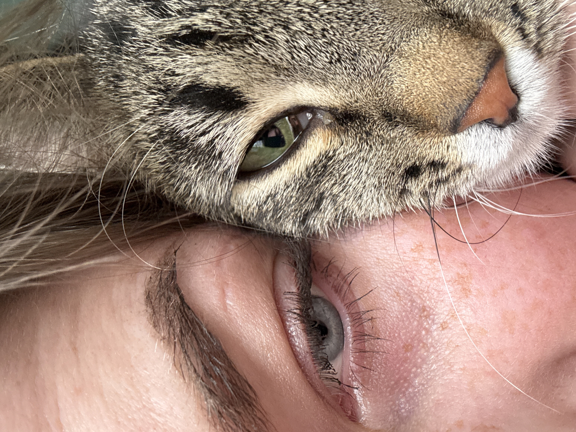 The image shows a close-up of a person's face with a cat resting its head on the person's forehead. The person's eye is open, and they have light-colored eyebrows and eyelashes. The cat is a tabby, and its eye is partially visible. The image does not contain information about Chaikovsky, Russia.