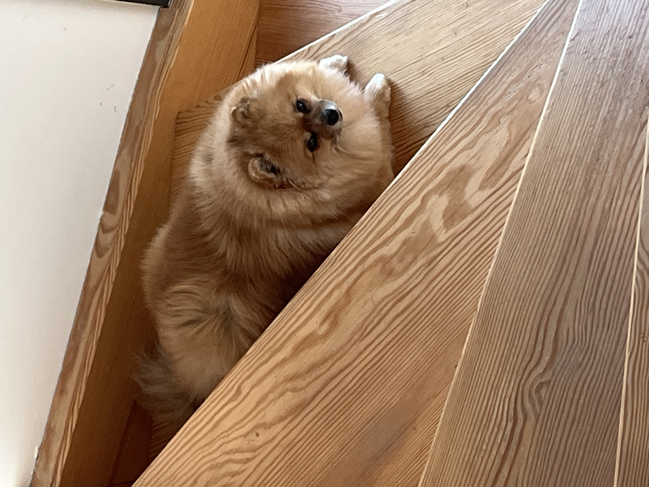 The scene is an interior location in Chambœuf, France, depicting a light brown and orange Pomeranian dog resting on a wooden staircase. The dog is positioned diagonally across the frame, lying on a step with its front paws and head extending onto the step immediately below it. Its head is turned towards the right, displaying dark eyes and a small dark nose. A thin, dark collar is visible around its neck. The staircase consists of light-toned wooden steps with prominent horizontal grain patterns, ascending from the lower-right to the upper-left of the frame. A white wall or baseboard is visible in the upper-right background.