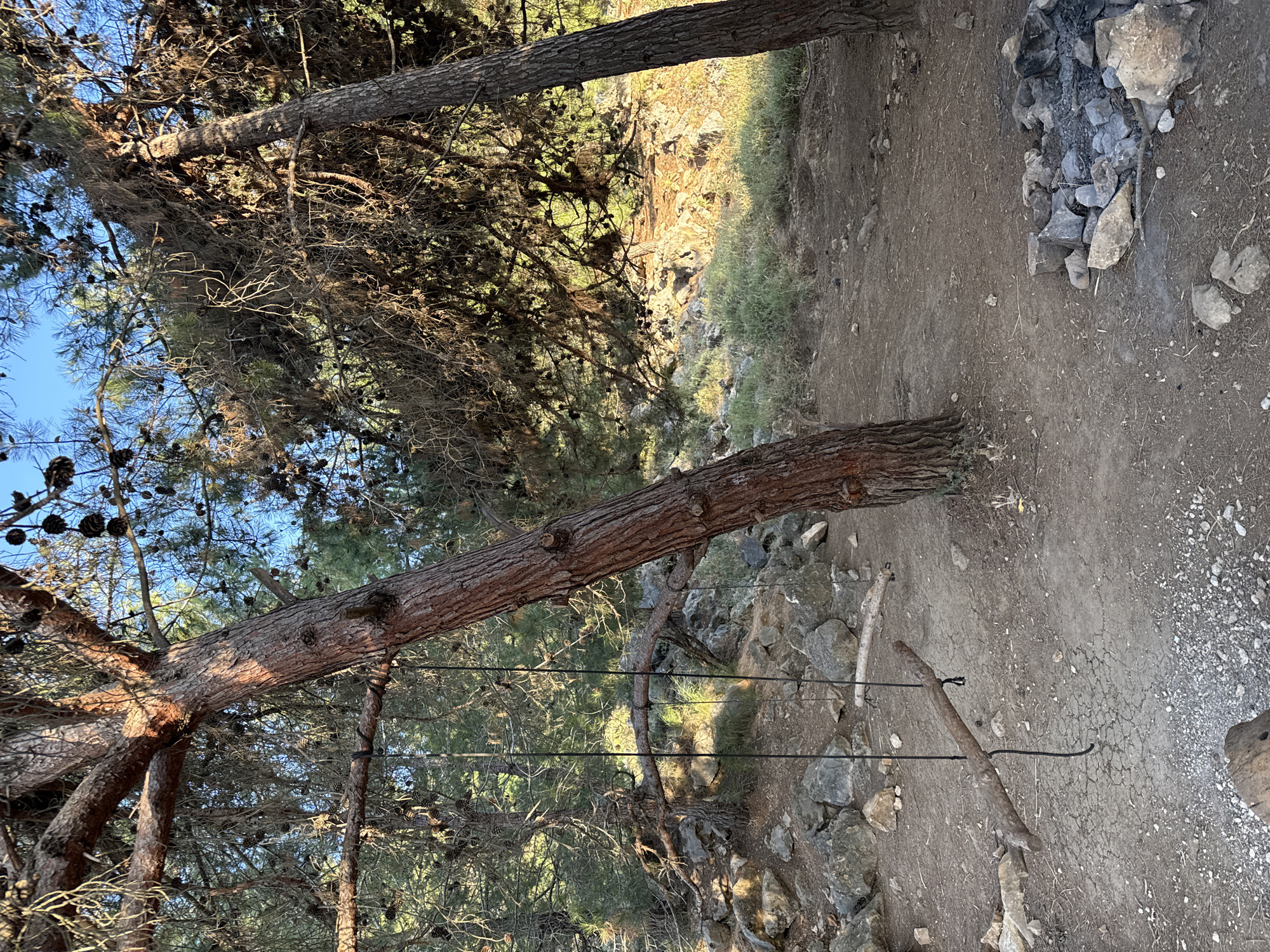 The image depicts an outdoor scene in Kfar Vradim, Israel, characterized by a natural, somewhat rugged environment. Dominating the foreground are two large pine trees with thick, textured bark. One tree is positioned on the left, angled towards the right side of the frame, and another is on the right, partially obscuring the background. The ground is a mixture of dry, cracked earth, small stones, and pine needles.
Suspended between the trees is a rustic swing constructed from a thick branch, hanging by two dark ropes. The swing is positioned to the left of center. In the lower right quadrant of the image, a circular fire pit is visible, composed of various stones and containing remnants of burnt wood and ash, suggesting recent use.
The background features more pine trees, their branches laden with pinecones. Sunlight filters through the foliage, casting dappled shadows. The terrain in the distance appears rocky and uneven, with sparse green vegetation. The sky is a clear, bright blue. The overall impression is one of a serene, undeveloped natural area, possibly a park or a remote campsite within or on the outskirts of Kfar Vradim. There are no people or animals visible in the image.