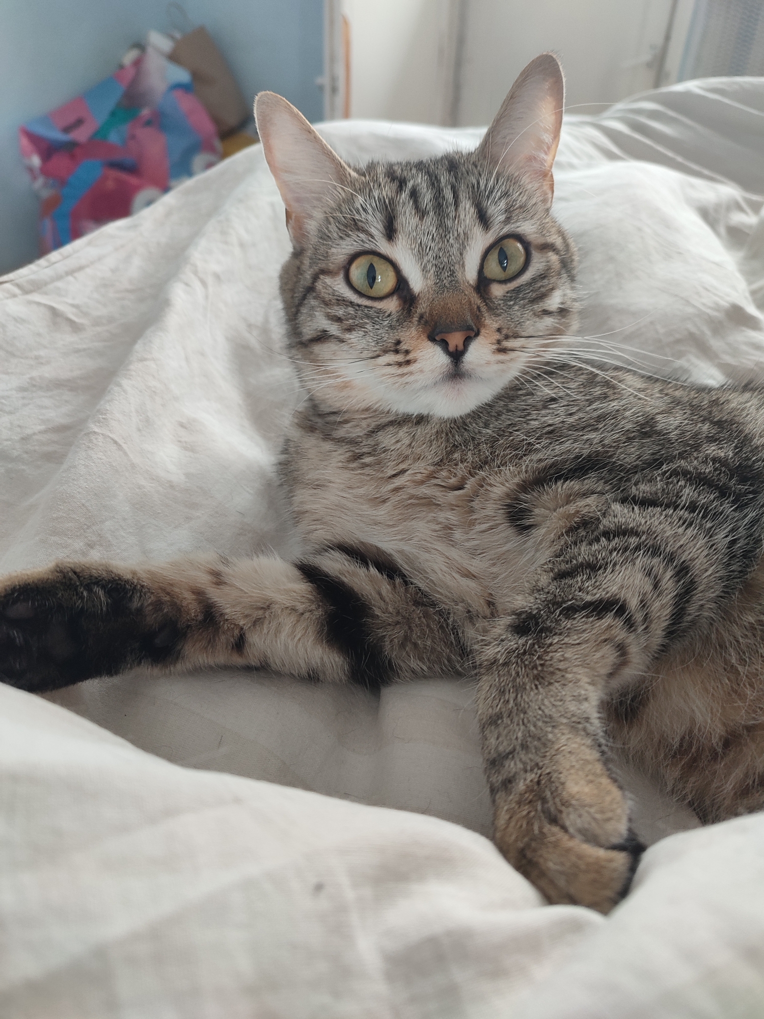 A tabby cat lies on a wrinkled white sheet. The cat has gray and brown striped fur, green eyes, and a pink nose. The cat is looking directly at the viewer with its front paw extended towards the viewer. In the background is a colorful bag. It is not possible to determine from the image whether this scene is located in the city of Chaikovsky, Russia.