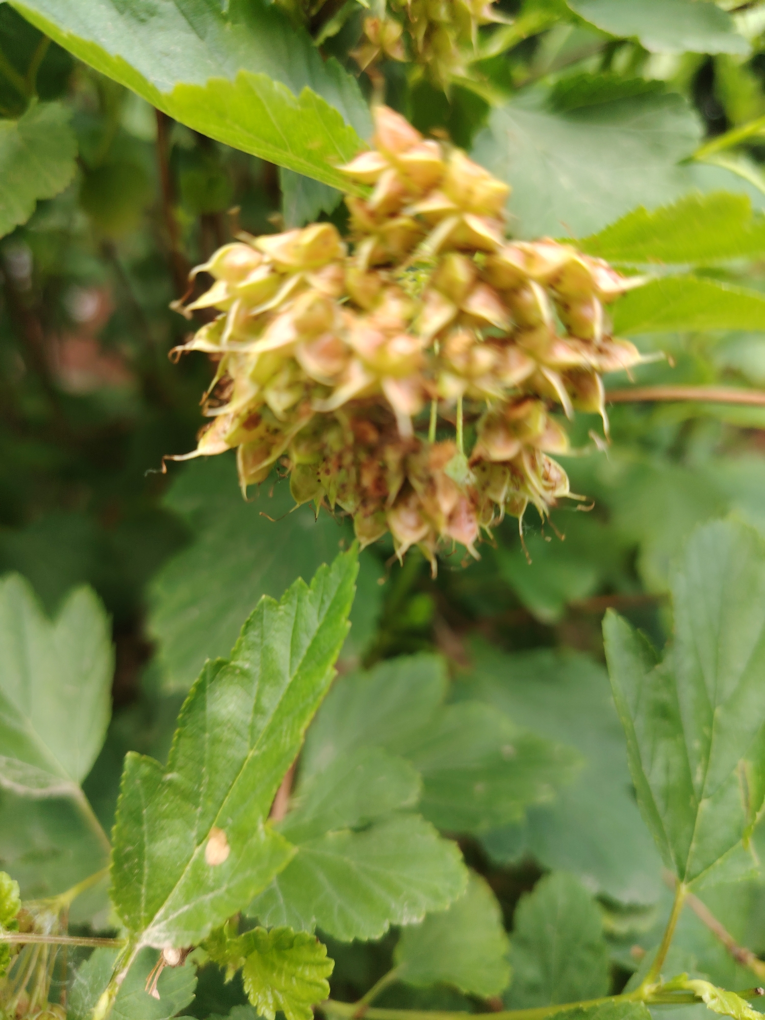 The image depicts a cluster of seed pods on a plant, surrounded by green leaves. The seed pods are elongated and have a light brown to yellowish hue, with some darker speckling. They appear to be dry and are arranged in a hanging formation. The leaves are broad and have serrated edges, with veins clearly visible. The background is softly blurred, showing more greenery and a hint of a darker, possibly brown, area that could be soil or a tree trunk. The lighting suggests it is daytime, with natural light illuminating the scene. The image was taken in the city of Chaikovsky, Russia.