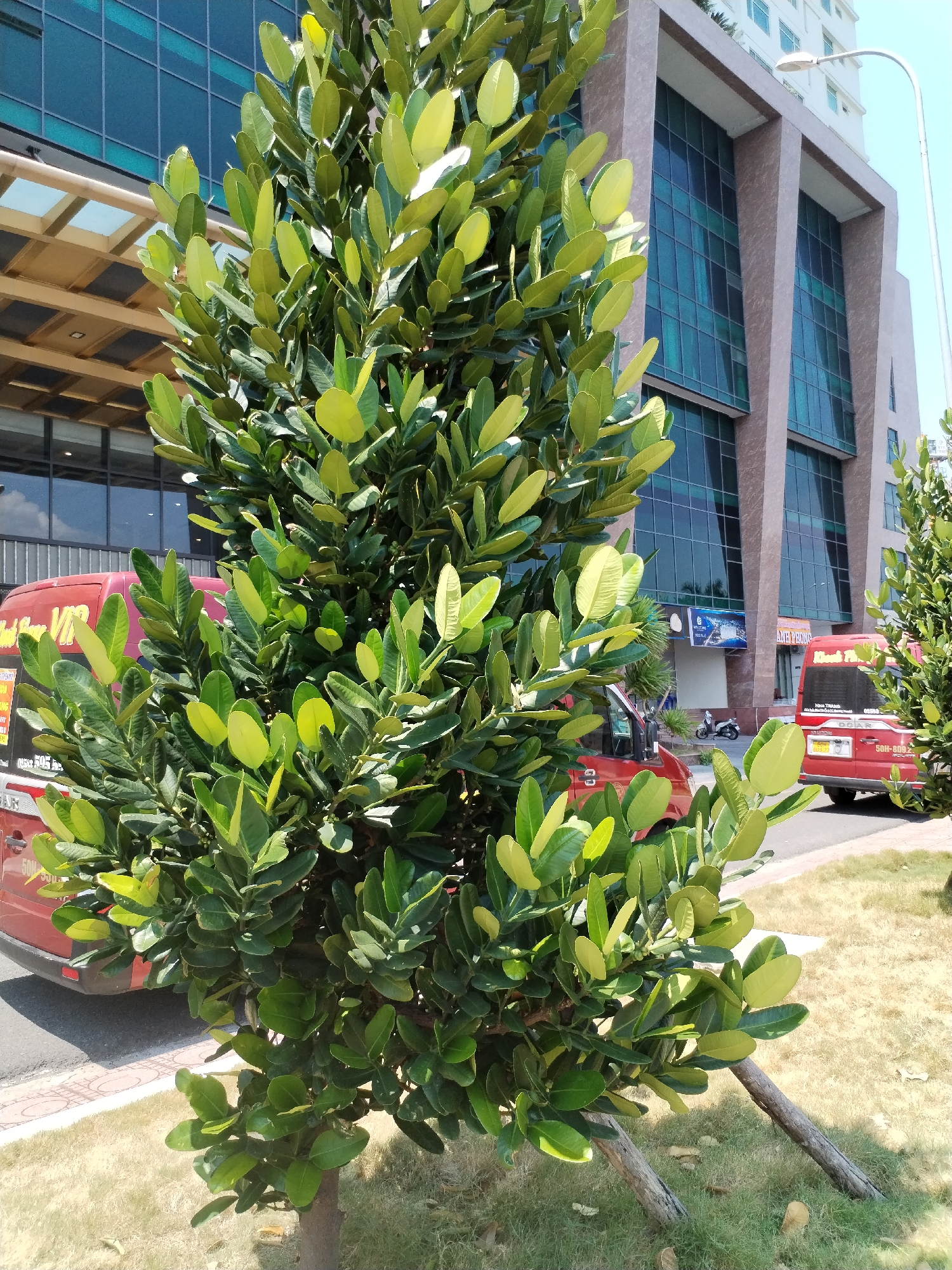 The image depicts a tree in front of a modern building. The tree is green with rounded leaves and has two support branches. In the background, there is a red passenger van and a glimpse of a city street. The building is modern with glass windows and brown columns. The environment appears to be a sunny day in an urban area, specifically Nha Trang Ward, Vietnam.
