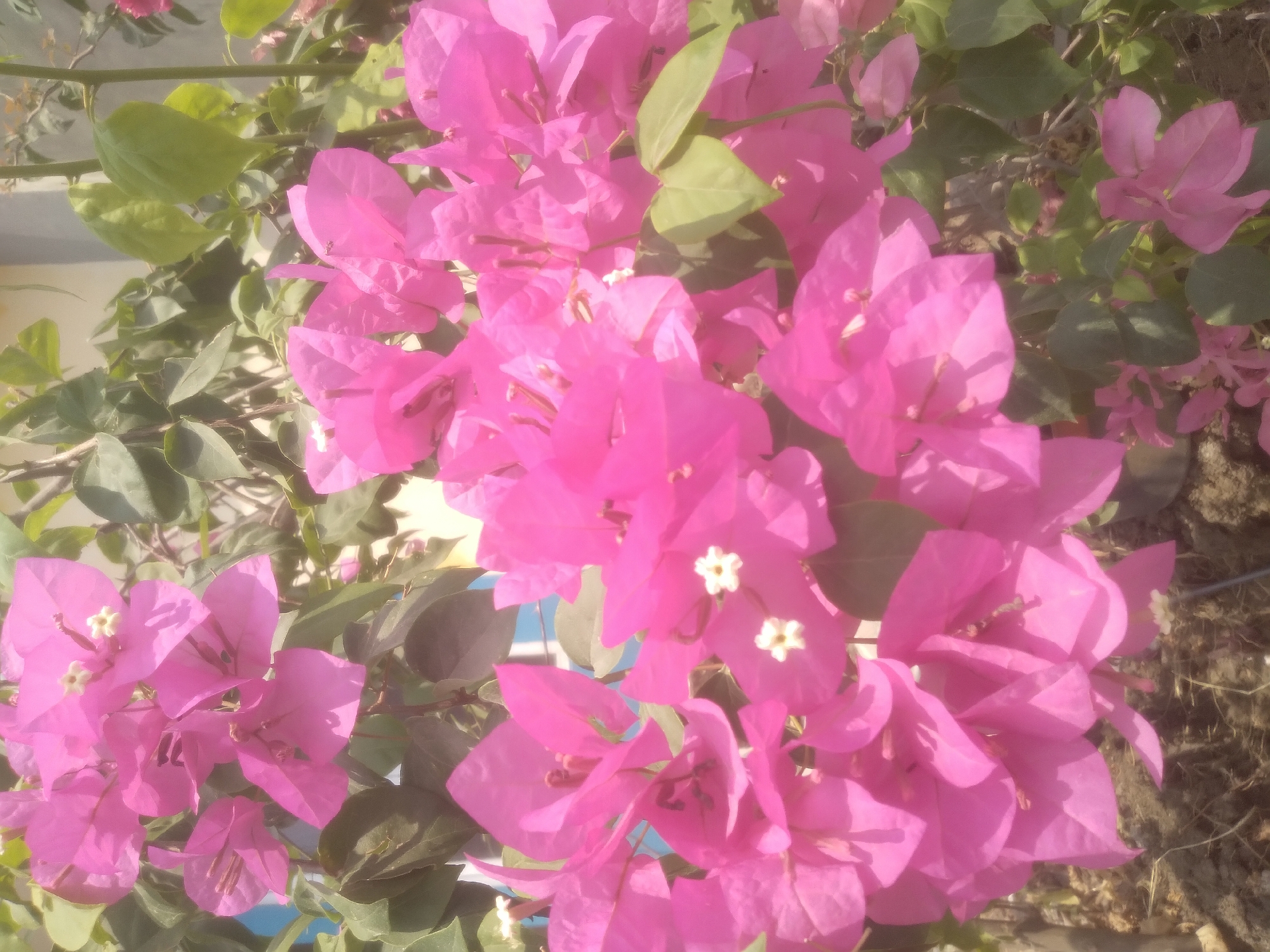 A close-up, high-angle outdoor shot shows a cluster of vibrant pink bougainvillea flowers and green leaves. The flowers, with their papery bracts, are the dominant subject, with some showing small white centers. The leaves are a darker green and provide a backdrop to the blossoms. The lighting suggests it is daytime, with soft shadows. The background includes a hint of a blue and white striped structure and what appears to be soil or ground cover at the bottom. The image evokes a sense of lushness and natural beauty.