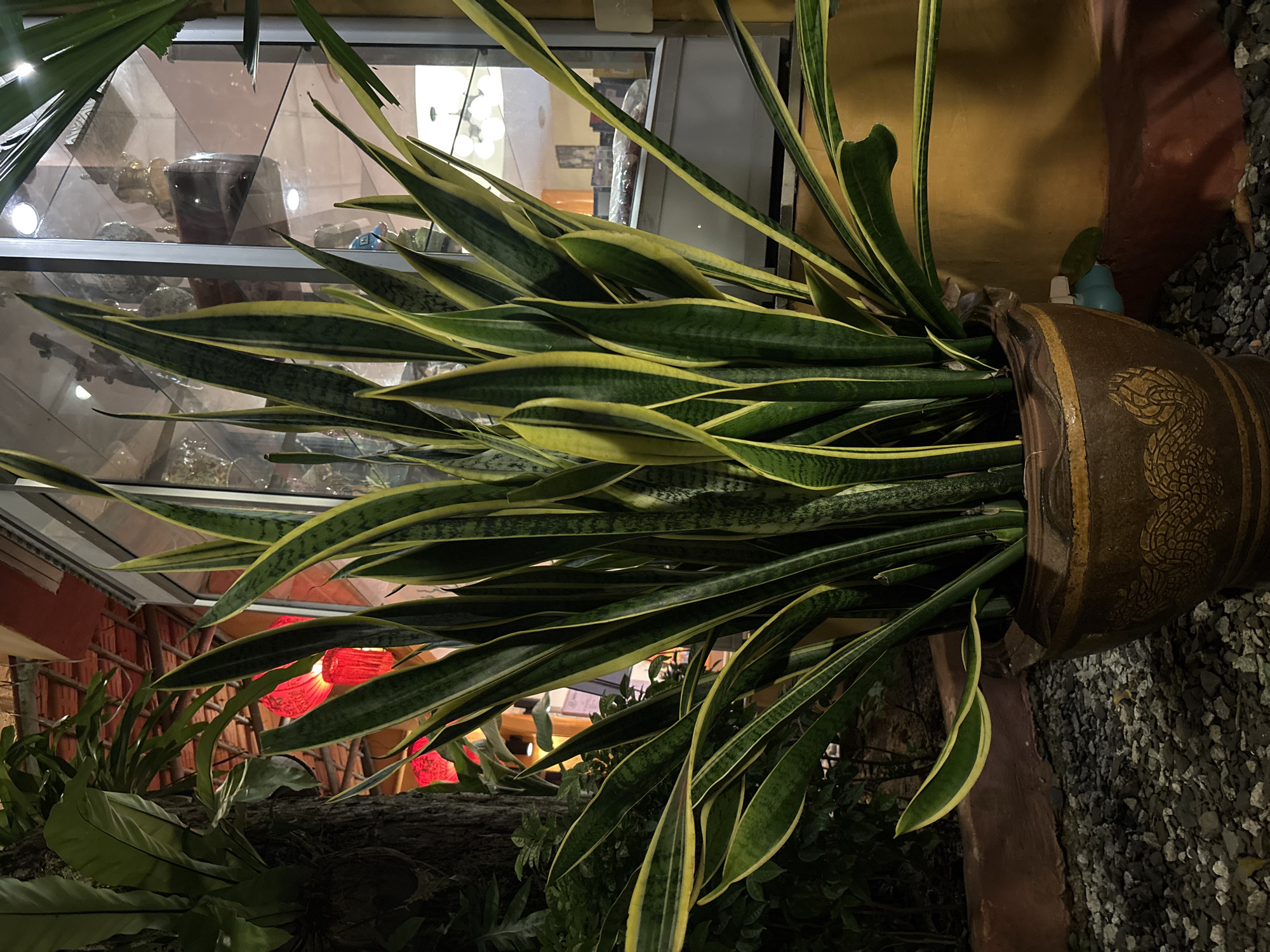 In Chalong, Thailand, a snake plant with variegated green and yellow leaves stands in a decorative brown ceramic pot. The pot is placed on a bed of small grey pebbles. Behind the plant, a large tree trunk with ferns growing on it is visible. Red lanterns hang from an overhead structure, partially obscured by the foliage. To the right of the plant, a glass display cabinet contains various decorative items, including what appears to be a golden Buddha statue. The background shows an indoor setting with lighting and some indistinct furniture. The overall scene suggests an outdoor or semi-outdoor area, possibly a garden or entryway, adjacent to an indoor space.