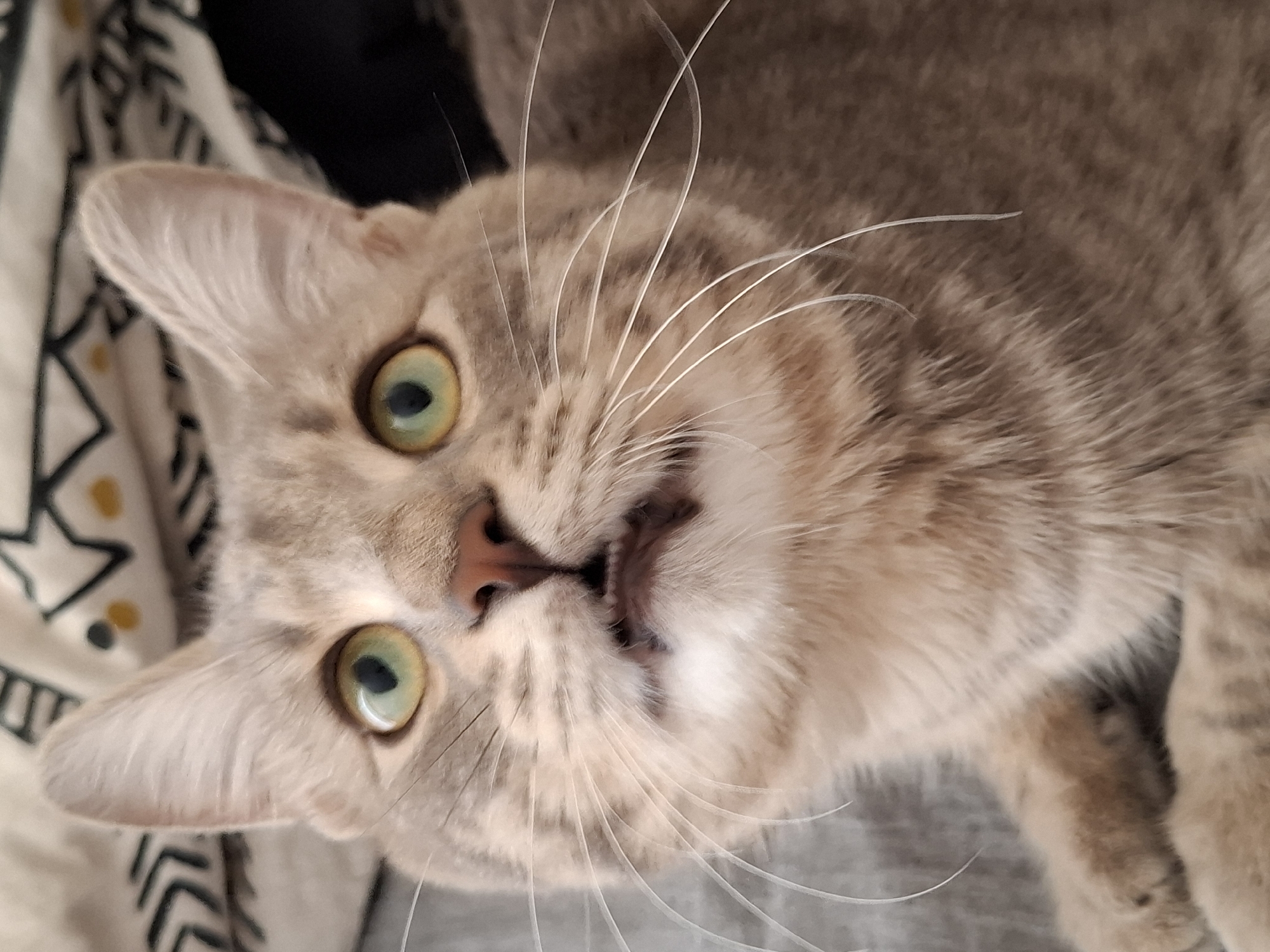 A close-up, eye-level, medium shot captures a dilute tabby cat's face, with its mouth slightly open, revealing its teeth. The cat's eyes are a striking light green with dark pupils. Its fur is a soft, light brown with faint tabby markings. Long, white whiskers fan out from its muzzle. The cat is positioned on a grey surface, possibly a sofa or rug, with a patterned fabric in the background, featuring abstract black and yellow designs. The lighting is soft, highlighting the cat's features. The image does not contain any elements that can be used to determine a location in Zemun Urban Municipality, Serbia.