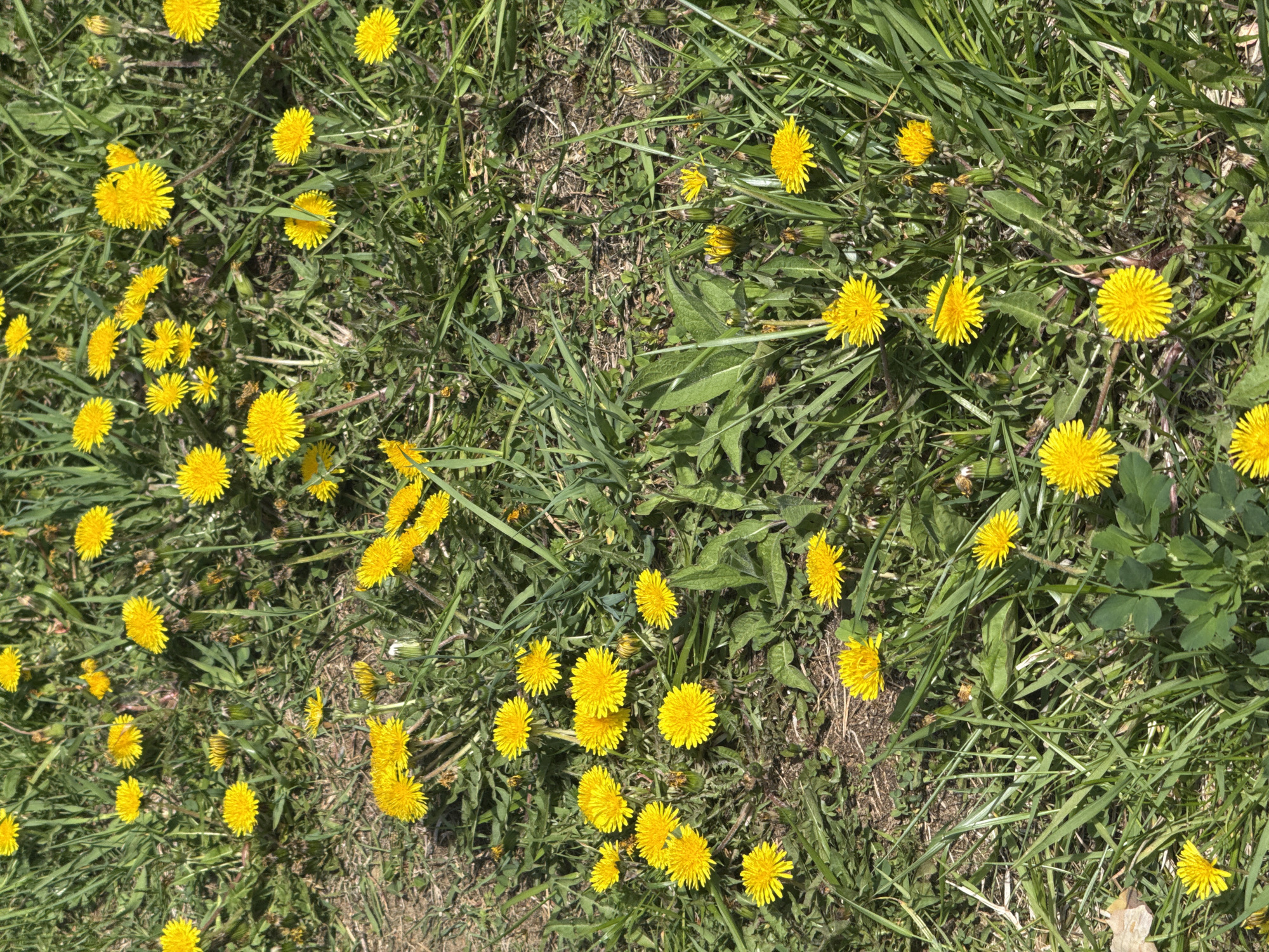 The image shows a patch of grass interspersed with numerous yellow dandelion flowers. The grass is of varying lengths and shades of green, suggesting natural growth. The dandelions are in full bloom, their vibrant yellow petals contrasting with the green of the grass. The environment appears to be outdoors during the day, possibly a lawn or field. No people or animals are visible.