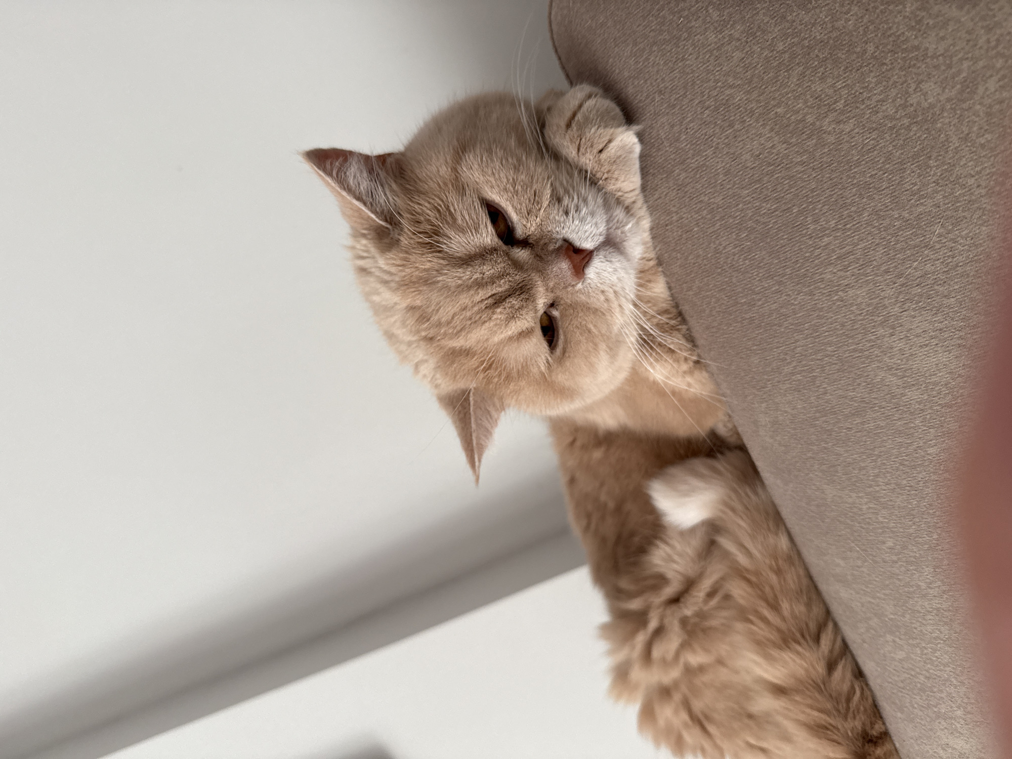 A light-colored cat with creamy, short fur is captured in an indoor setting. The cat's head is tilted downwards and to the left, peering over the edge of a piece of furniture. Its front paws are visible, gripping the textured, light brown or beige fabric of what appears to be a sofa or armchair. The cat's warm brown eyes are focused, giving it a curious and slightly playful expression. Prominent whiskers frame its face, and one of its fluffy back legs is also visible against the furniture.
The background consists of a bright, plain white wall or ceiling, suggesting a well-lit room. The lighting is soft and natural, creating gentle shadows and highlighting the cat's fur. The unusual angle of the shot, looking up at the cat as it looks down, adds to the intriguing and intimate feel of the image. There is no visible text. The scene is set indoors, with the external context provided as Alanya, Turkey.