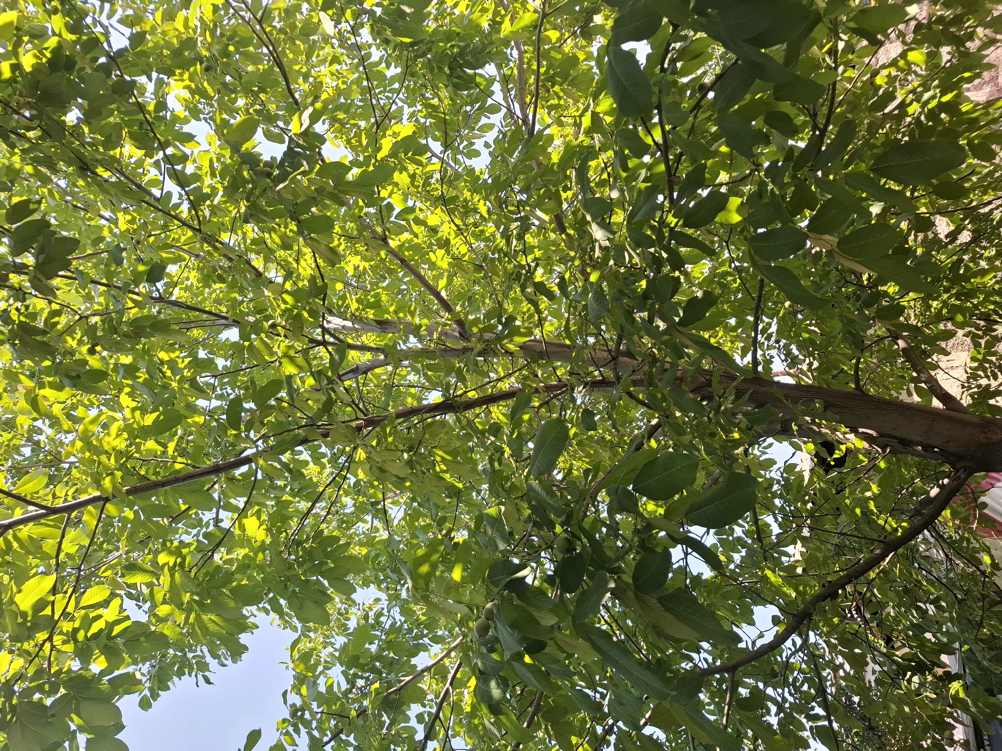 The image shows a close-up view of a tree with green leaves and visible branches, bathed in sunlight. The foliage is dense, with some areas of dappled light and shadow. The sky is visible through the leaves, appearing bright blue. The tree is likely outdoors in a natural setting, possibly a park or a yard within the city of Almaty, Kazakhstan, given the context provided, though no specific urban landmarks are discernible in the image. The perspective is from below, looking upwards into the canopy of the tree. There are no people or animals present in the frame. The overall impression is one of lush vegetation and a clear, sunny day.
