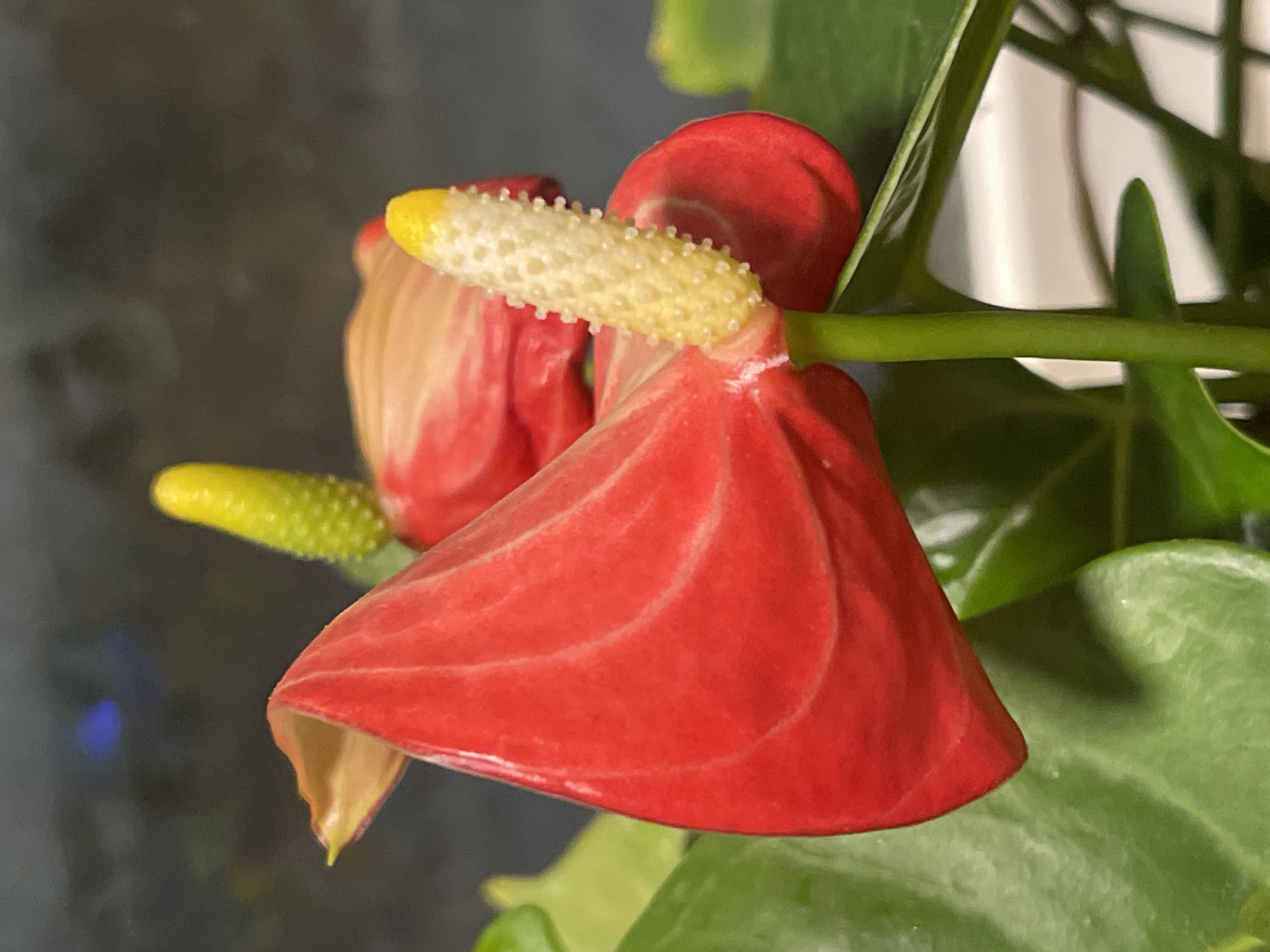 A close-up, shallow depth-of-field, vertical shot shows a red anthurium flower in bloom, with its waxy, heart-shaped spathe and creamy white spadix with a yellow tip. The spathe is a vibrant red, with subtle striations and a glossy sheen. The spadix, a cylindrical appendage covered in tiny bumps, is a lighter color, transitioning to bright yellow at its apex. Green leaves form the background, some in sharp focus, others softly blurred. The setting appears to be indoors, near a window, suggested by the ambient light and a hint of a blurred background that could be a window pane and possibly an outdoor scene or a room interior. There are no people visible in the image, nor any specific identifiable landmarks that would place this image in Netanya, Israel.