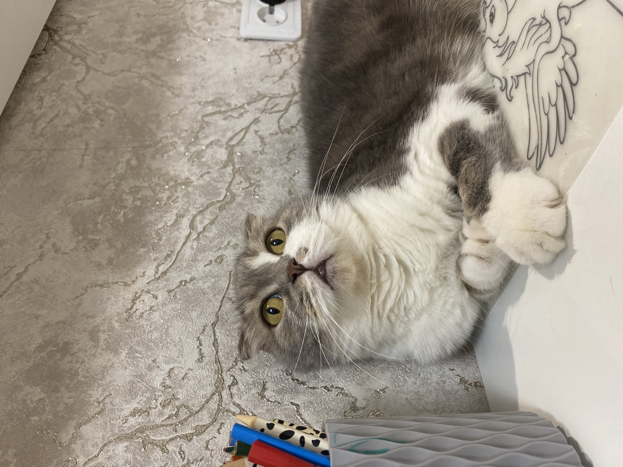 A gray and white cat is lying on its back on a gray textured surface. The cat has yellow eyes and long white whiskers. To the left of the cat are colored pencils and a gray plastic object. In the upper left corner, there is a white electrical outlet. In the upper right corner, there is a white surface with a black and white drawing. The location is not evident in the image.