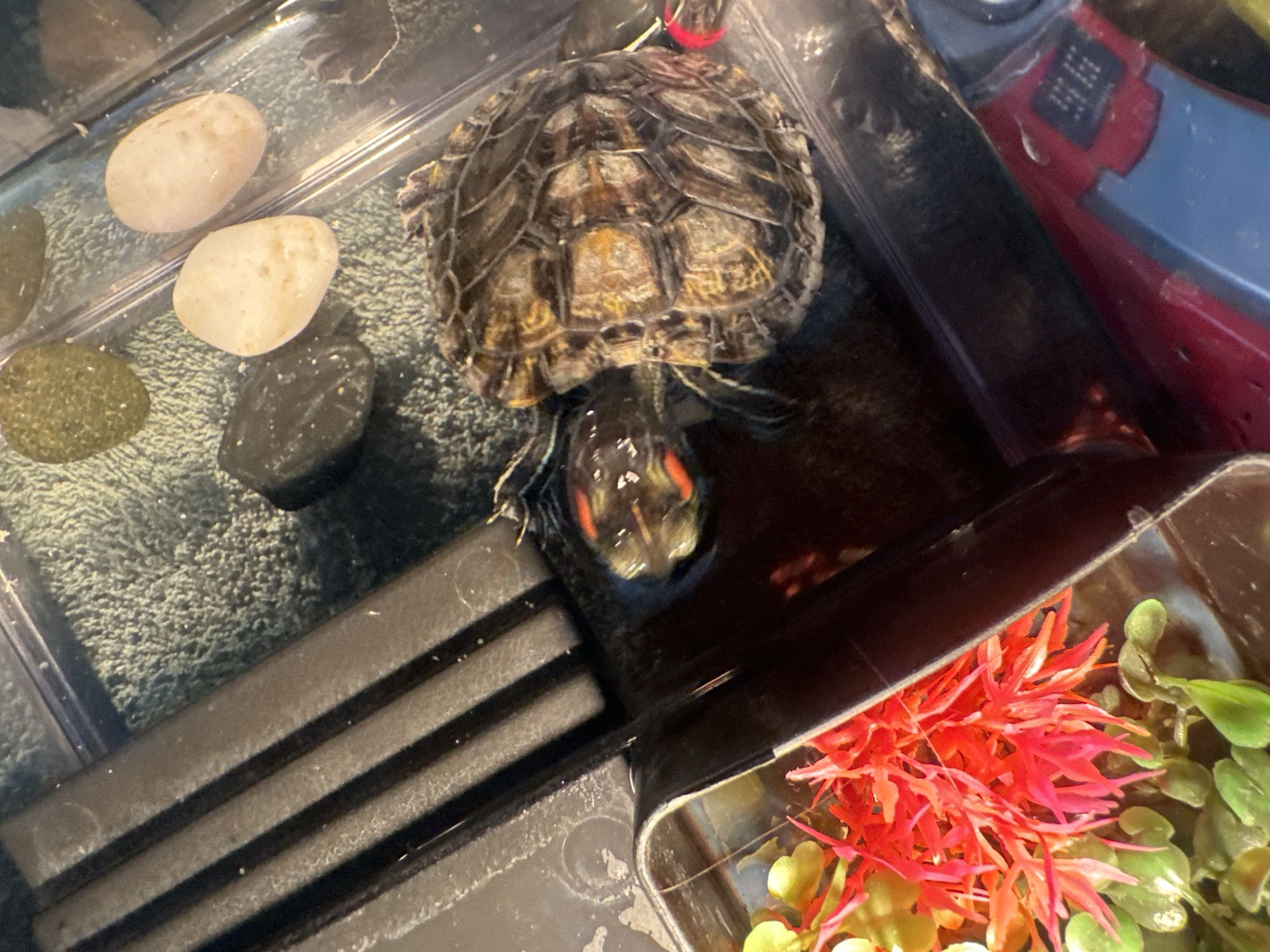 The image shows a turtle swimming in a shallow tank. The turtle has a patterned shell and its head is visible, with red markings around its eyes. In the tank, there are several smooth stones of varying colors, as well as some artificial red and green plants. A black grate or filter is visible along the left side of the tank. The bottom of the tank appears to be covered with a textured, greenish-blue material. A portion of a red and blue plastic object is visible in the lower right corner. There is no indication of the location within the city of Novoaltaysk, Russia.