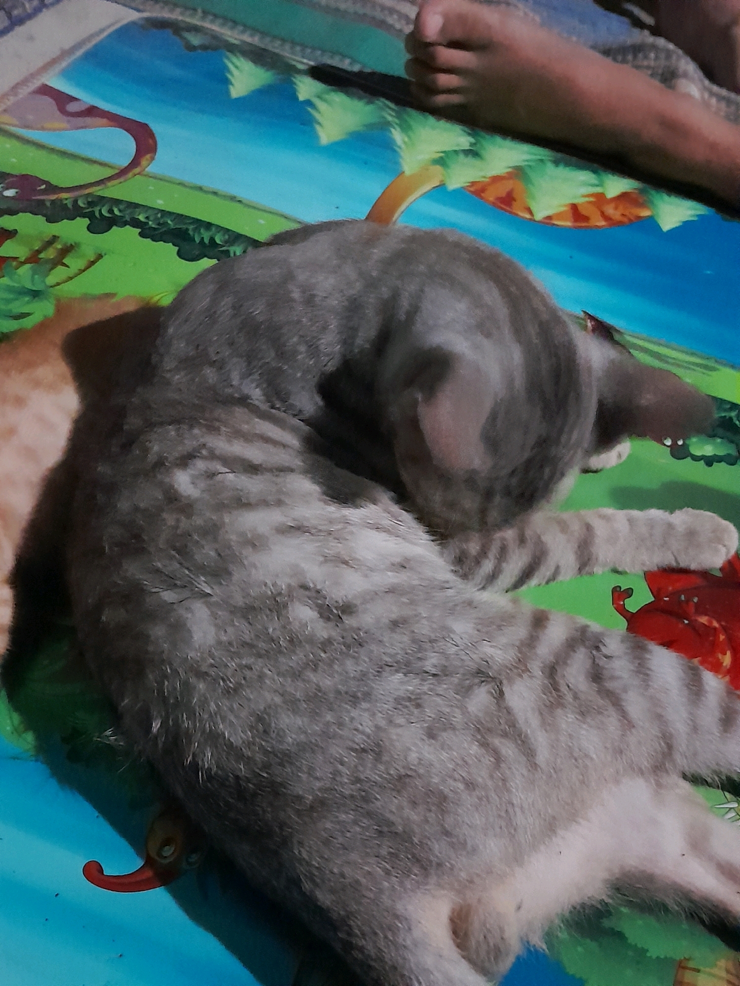 A gray tabby cat is curled up sleeping on a colorful mat. The mat has a cartoonish landscape design with green grass, blue sky, and stylized trees. Parts of a person's legs and feet are visible at the top of the image, resting on the mat. The cat's fur has distinct dark gray stripes on a lighter gray background. One of its paws is resting on a red, cartoonish creature depicted on the mat. The scene appears to be indoors, possibly a living space.
